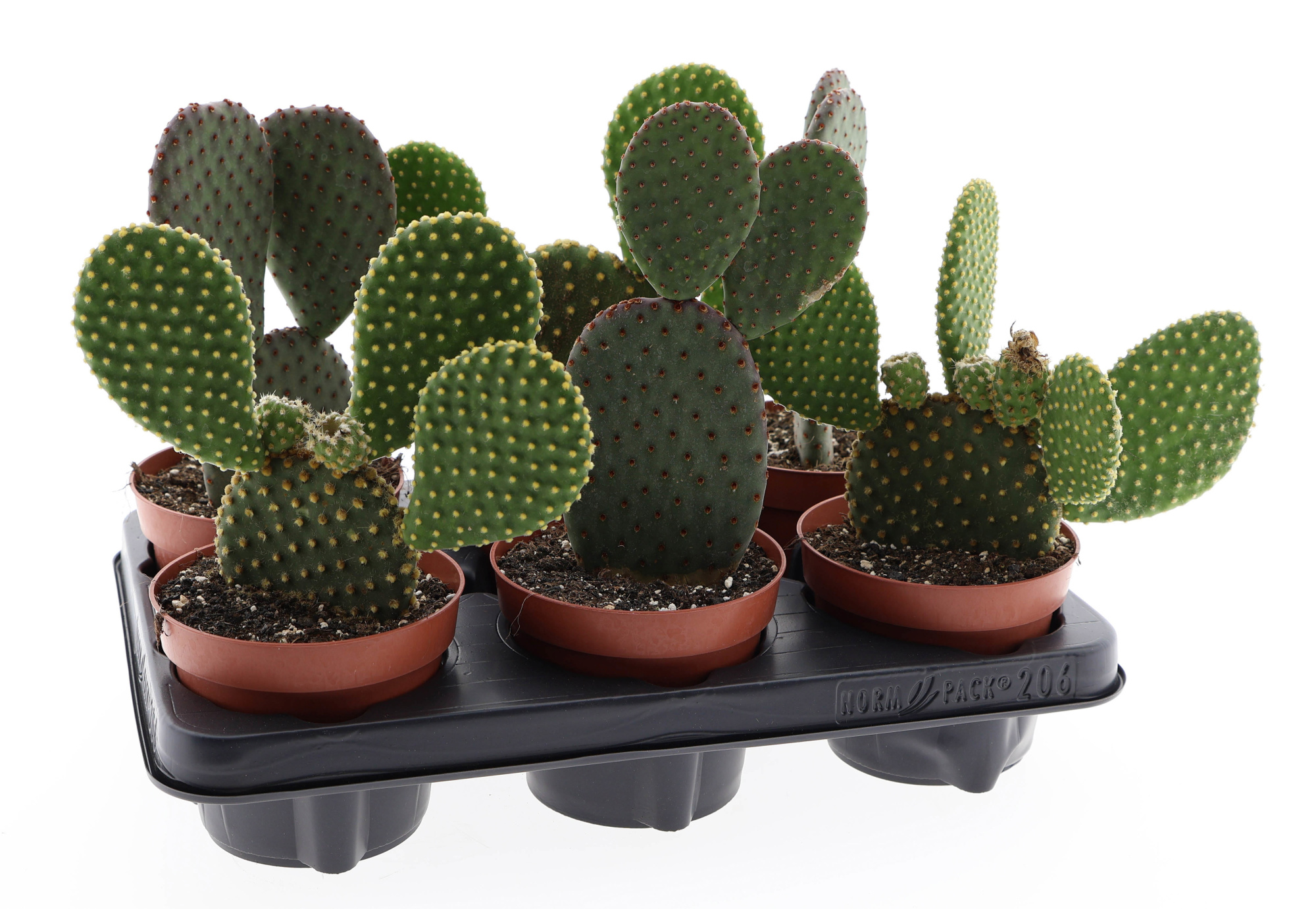 Opuntia mix, D 12 cm