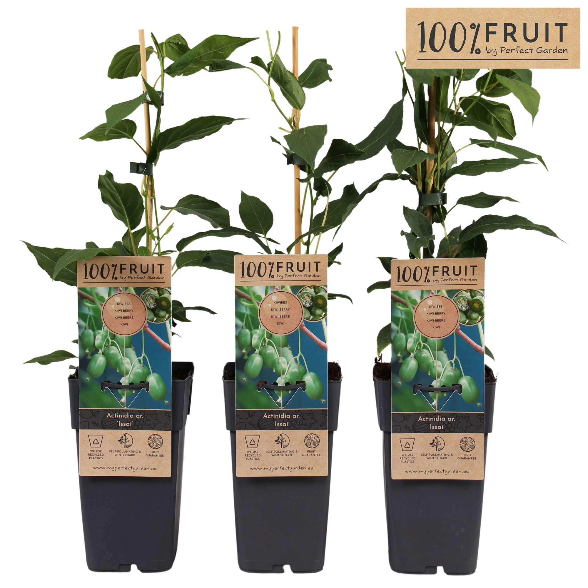 Actinidia arguta Kiwiberry (Issai) P15, D 15 cm