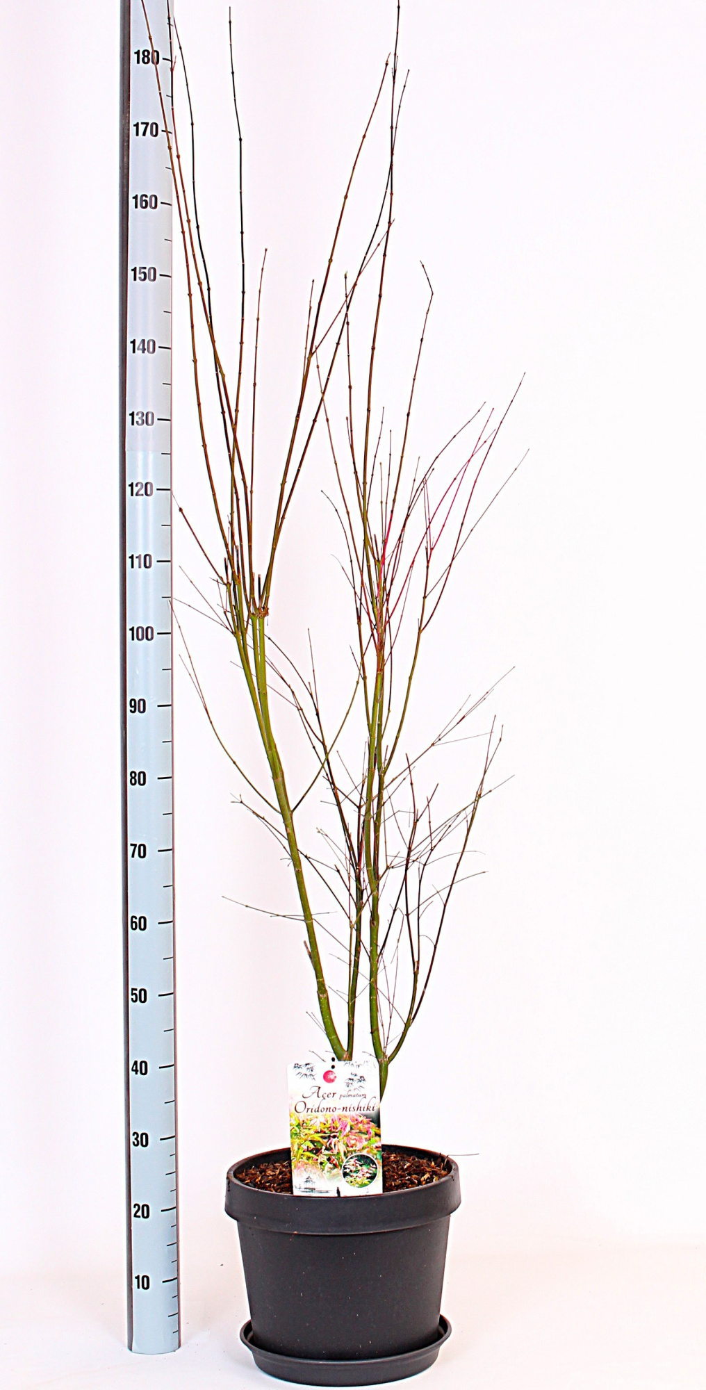 Oridono Nishiki, D 32