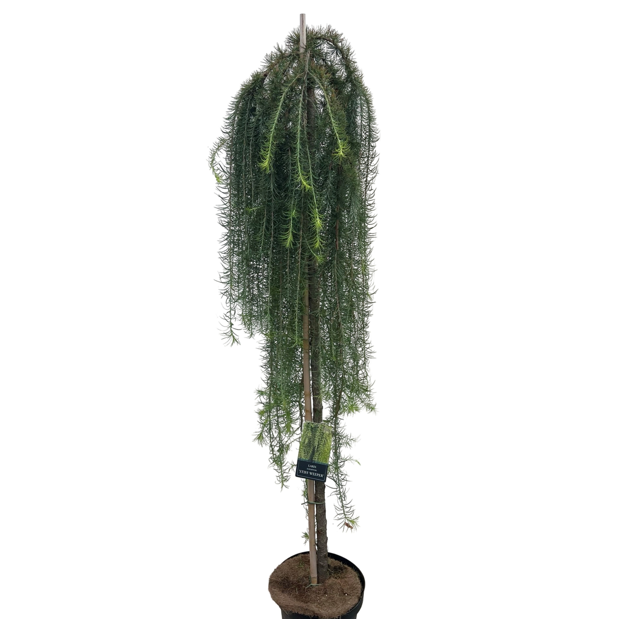 Larix Kaempferi Stiff Weeper Stam 150cm, D 32 cm