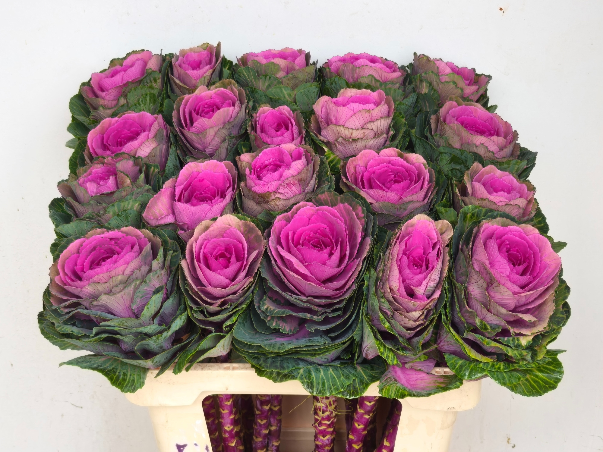 Брассика Рэд Крэйн 55, шт.