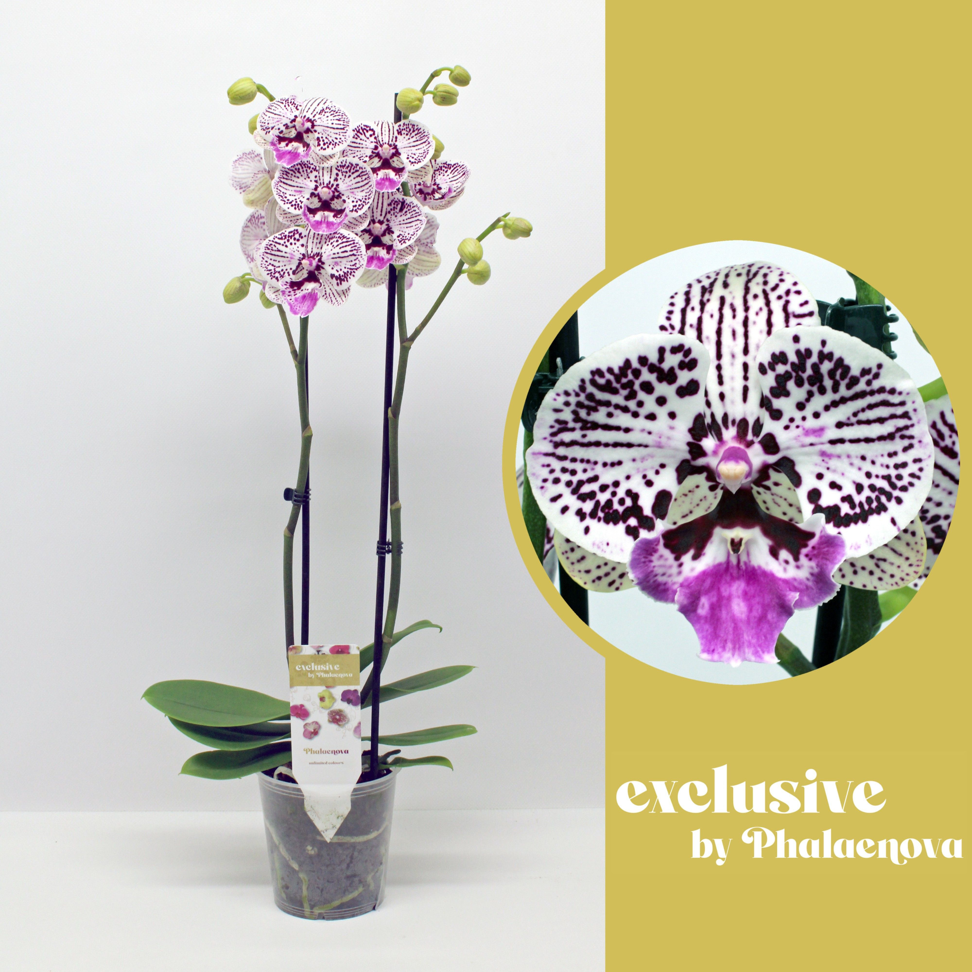 Zoe 2-tak 60cm (RIJP), D 12