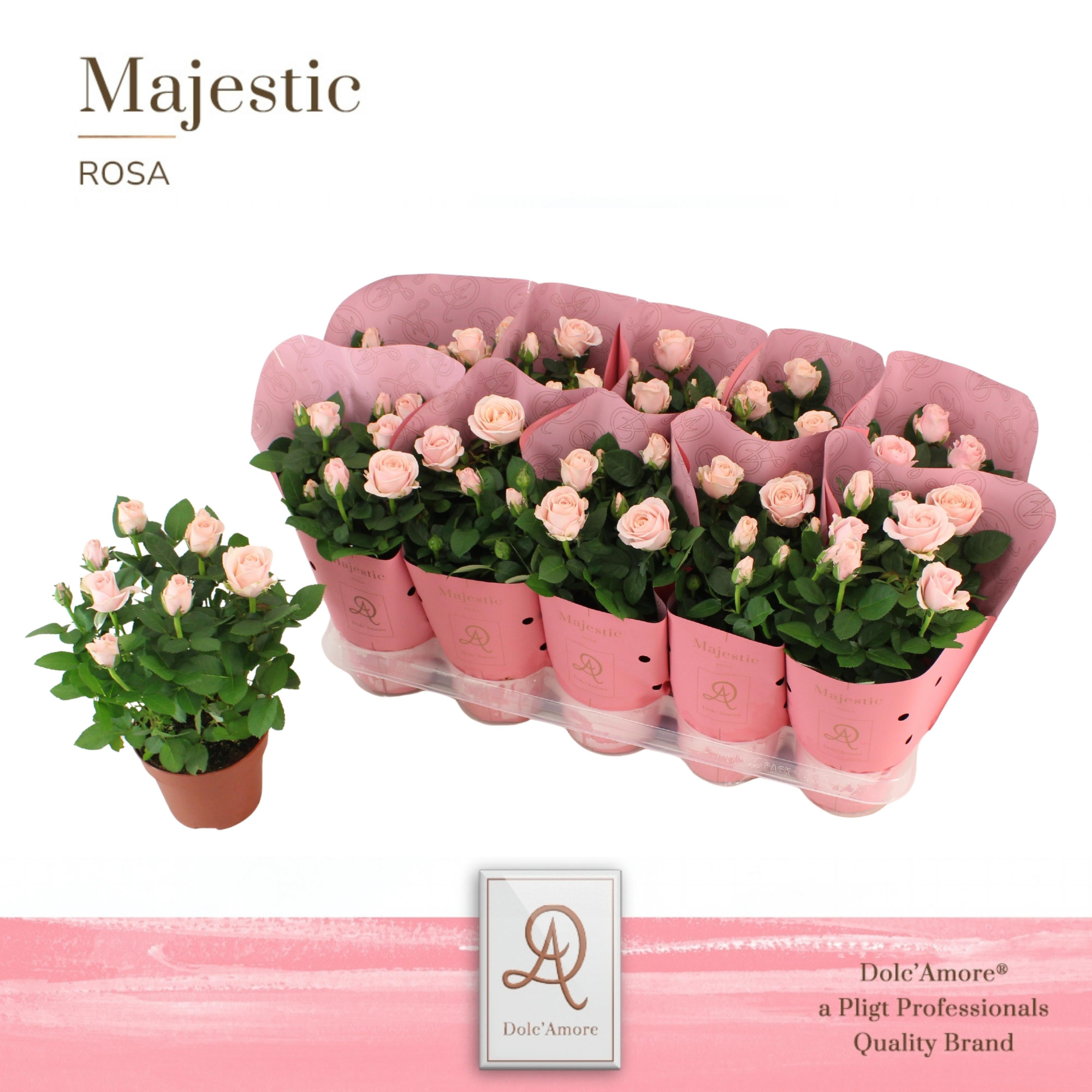 Potroos Infinity Princess P12 Dolc'Amore® Majestic, D 12 cm