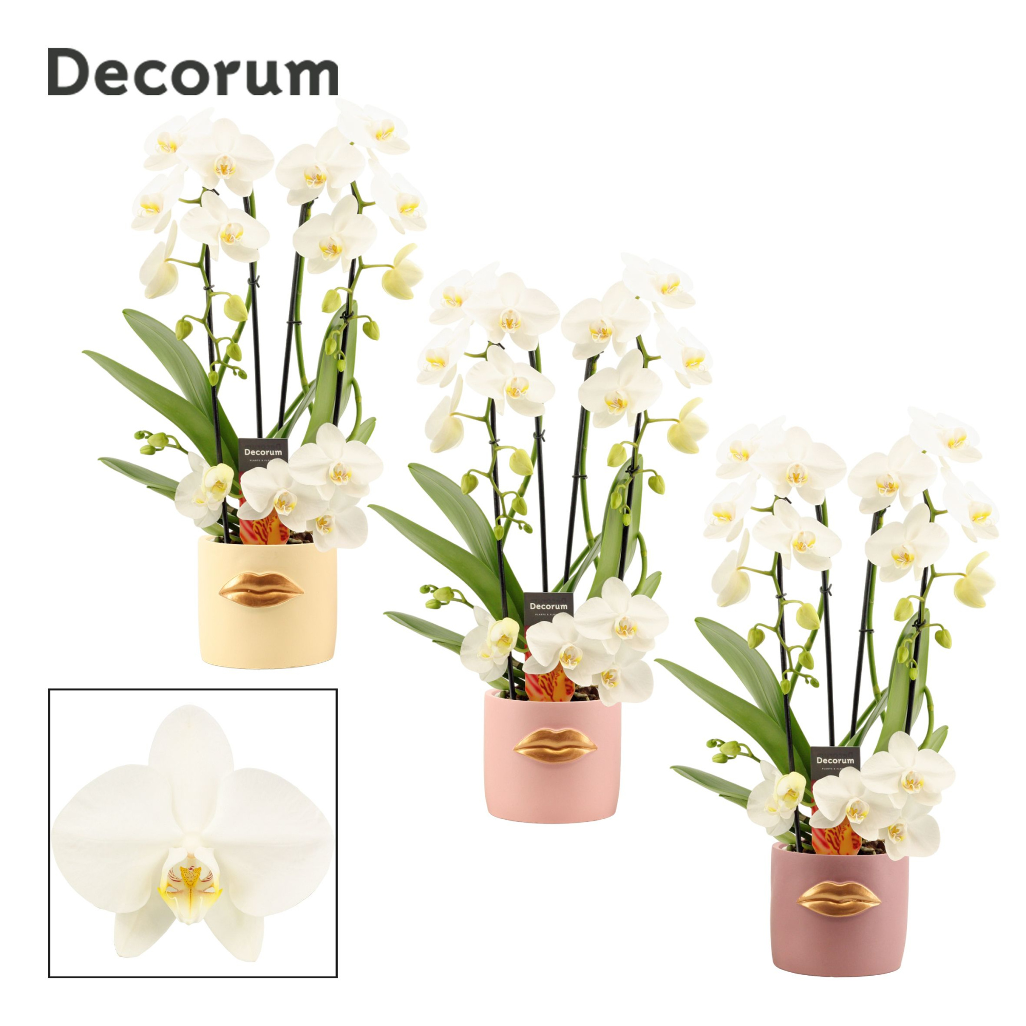 Phalaenopsis twirl wit in Lovely (Luxury world-collection), D 12 cm