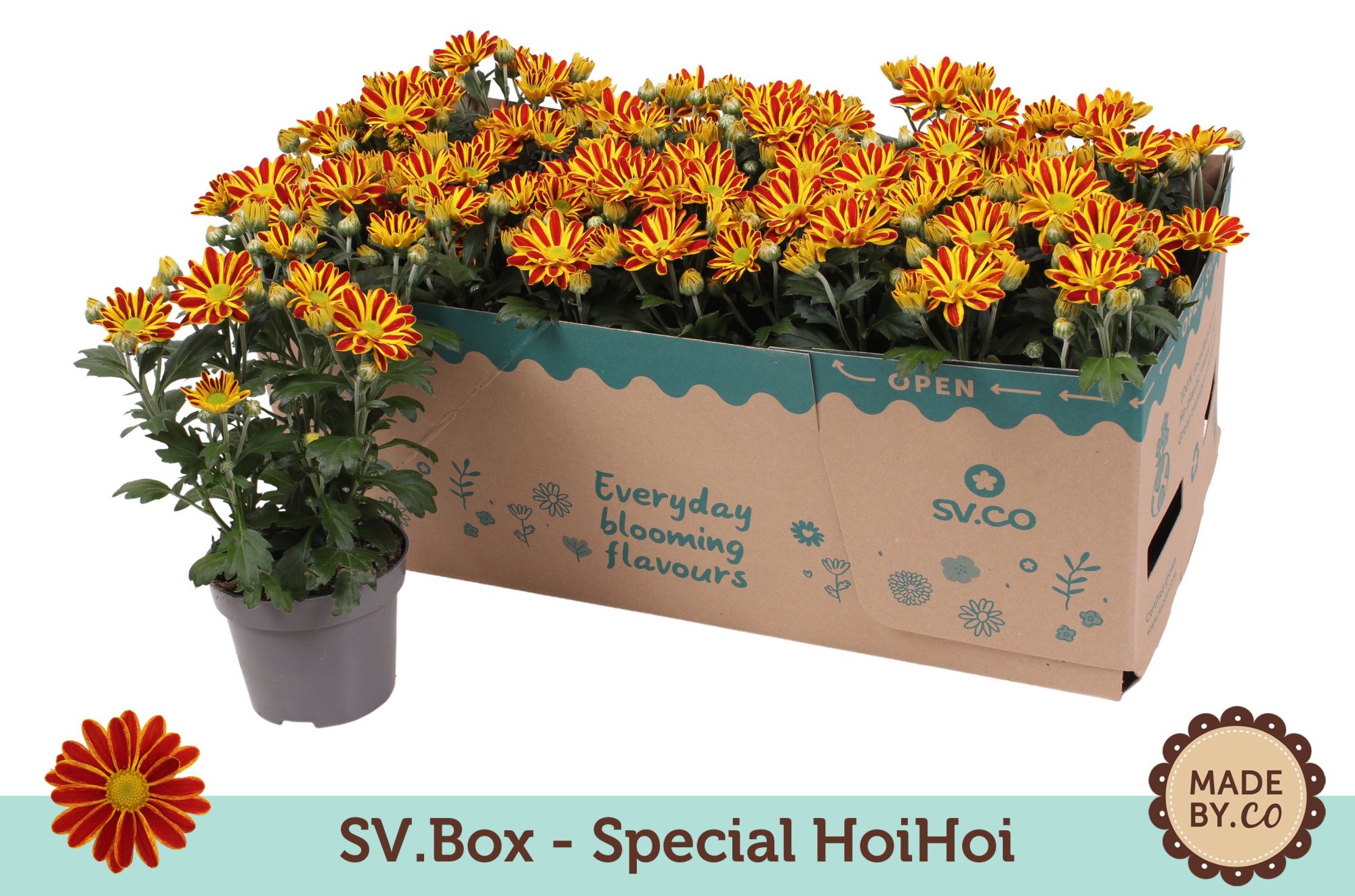 Chrysant Special HoiHoi in SV.Box, D 12 cm