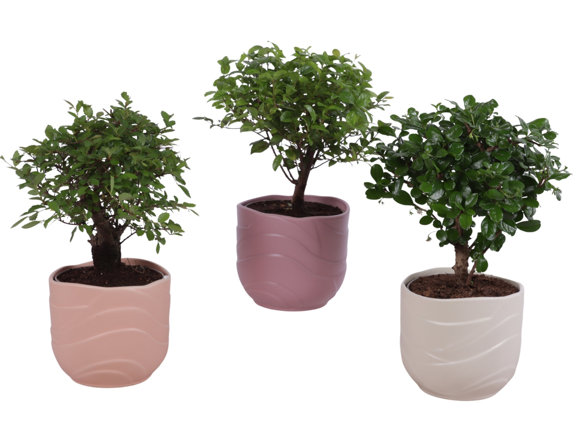 Bonsai Indoor Mix Ø12cm Ball Shape in Ø14cm Ceramic SE660, D 14