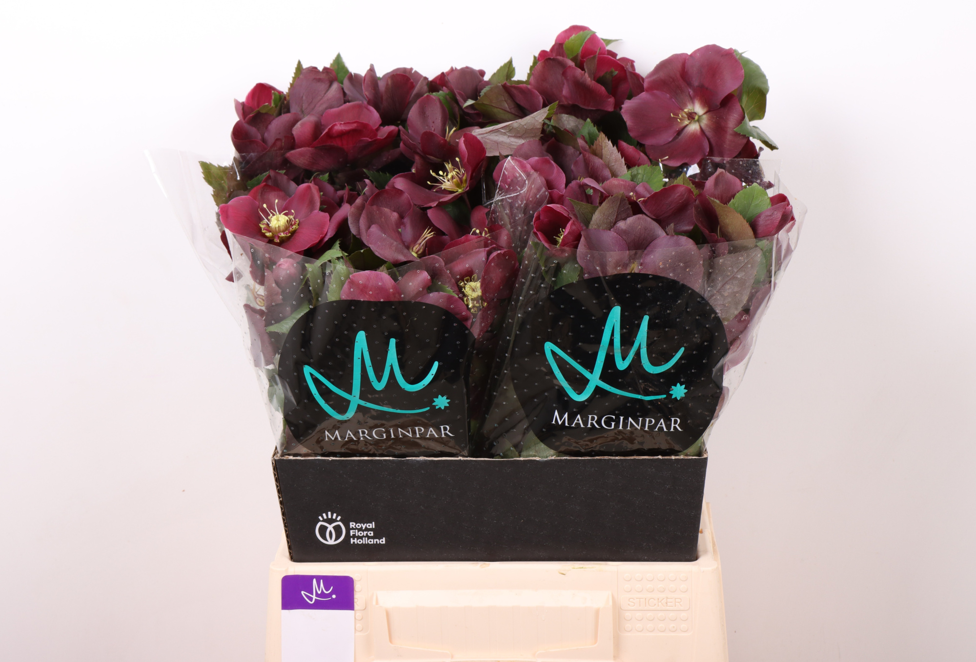 Хелеборус од. Классик Уан (красн.) 45, шт.