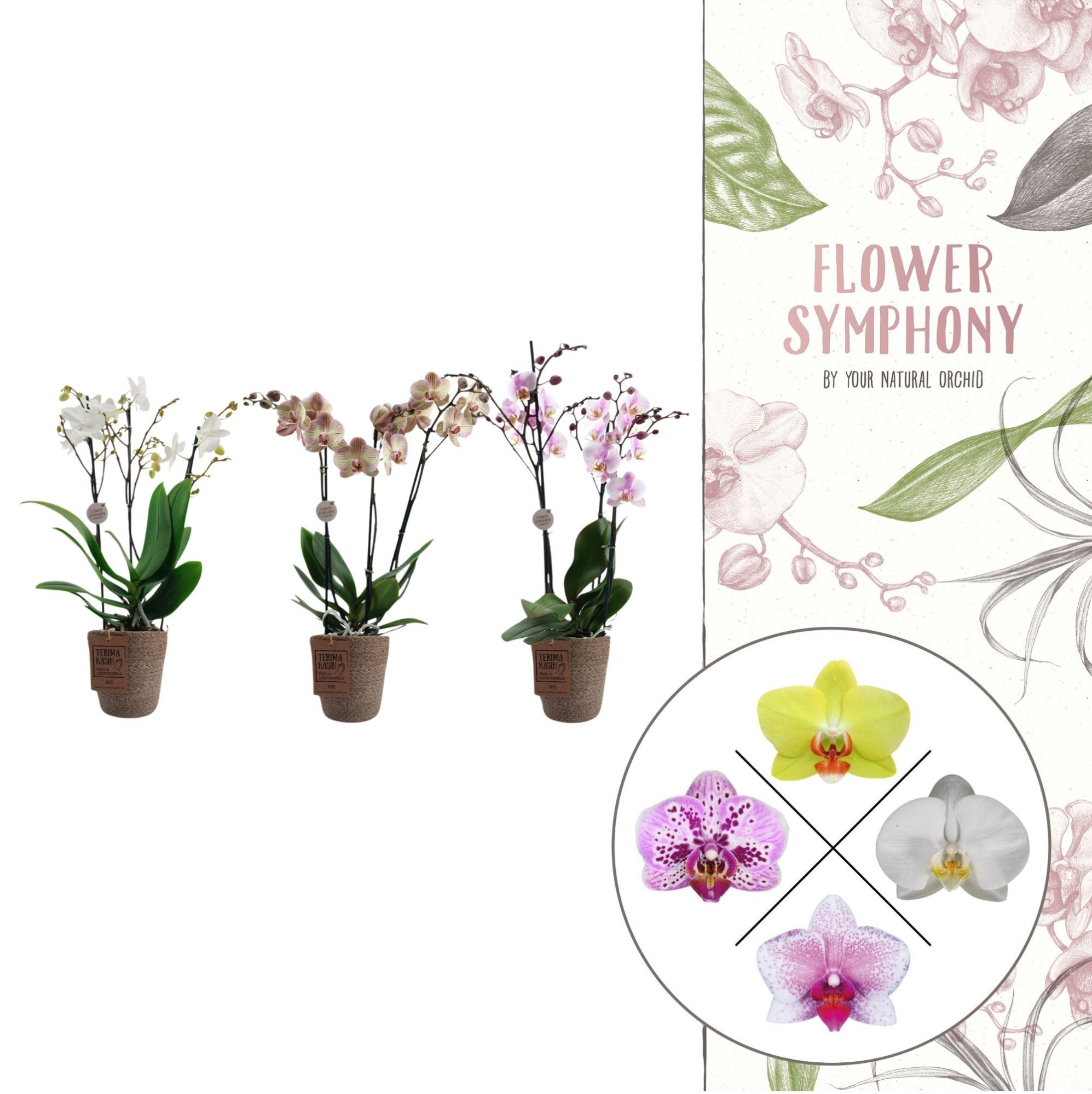 Flower Symphony | Mix in Terima Kasih | Phalaenopsis 3 spike, D 12 cm