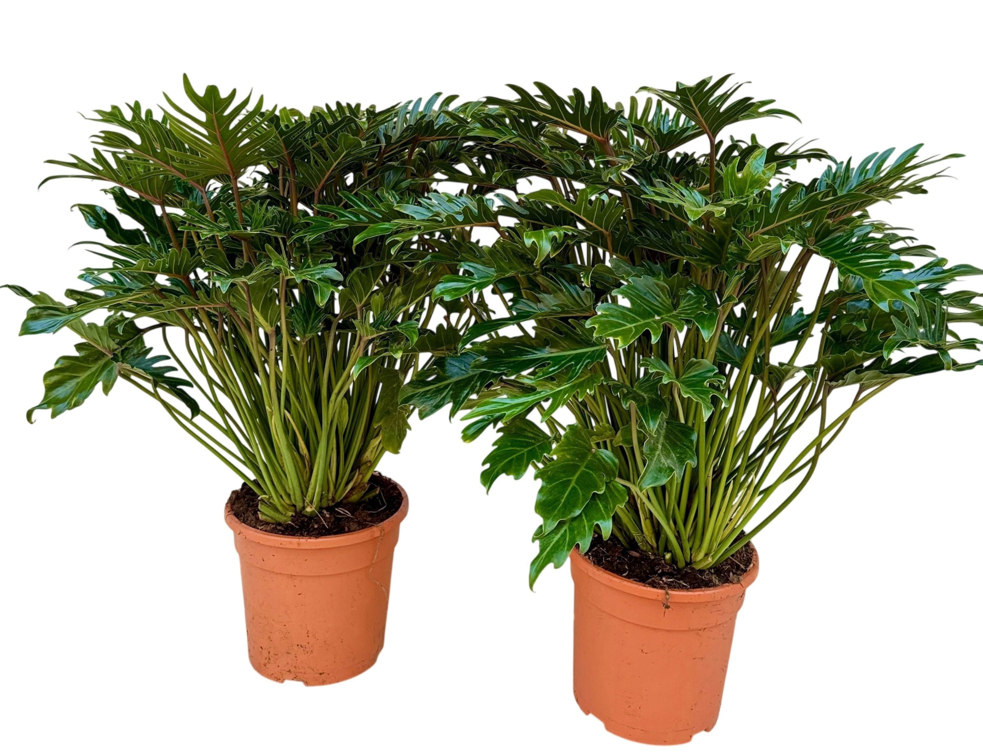 Philodendron xanadu P30, D 28