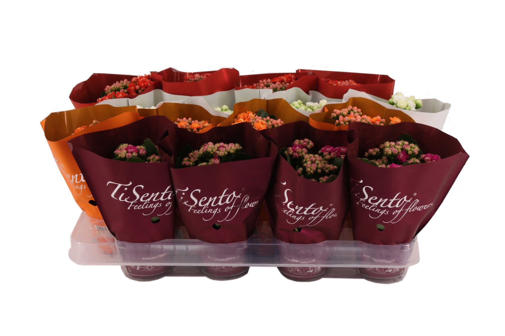 Calandiva 7 cm Herfst Mix, D 7