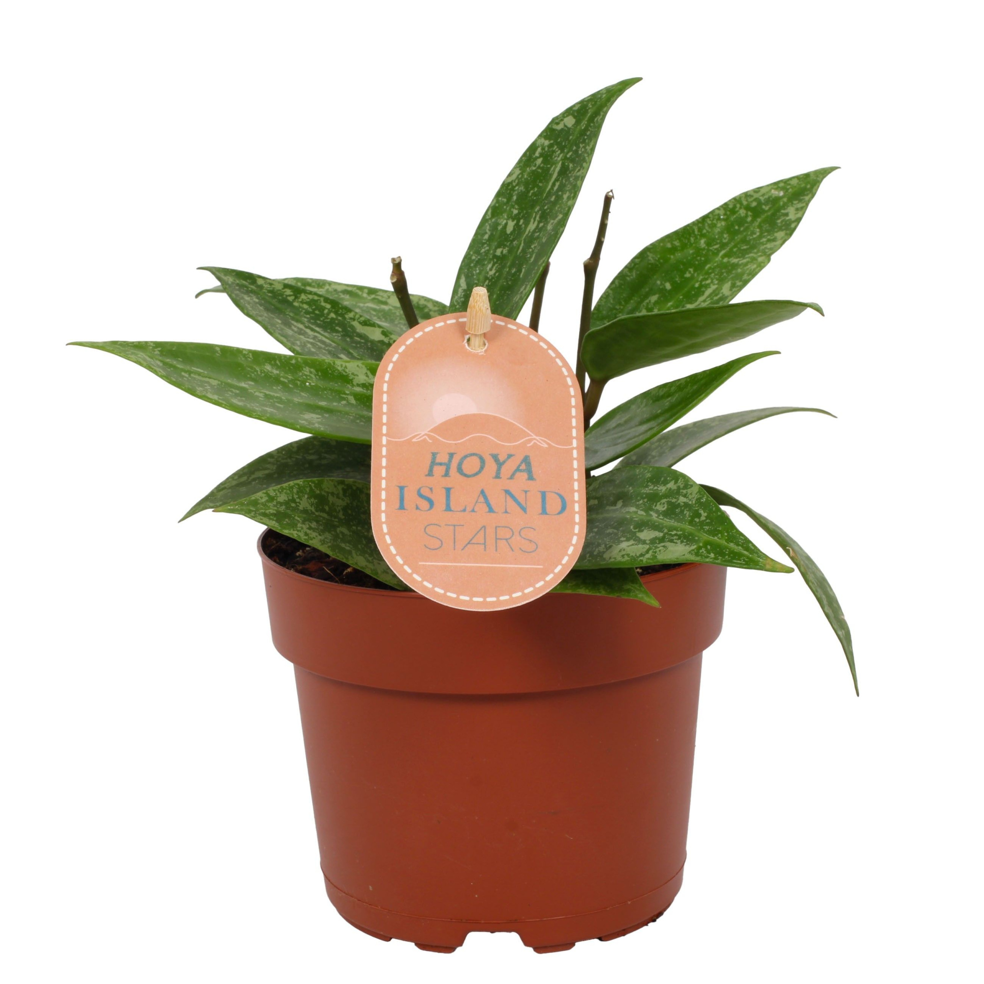 Hoya Rangsan - Star of Borneo 12cm (kopie), D 12 cm