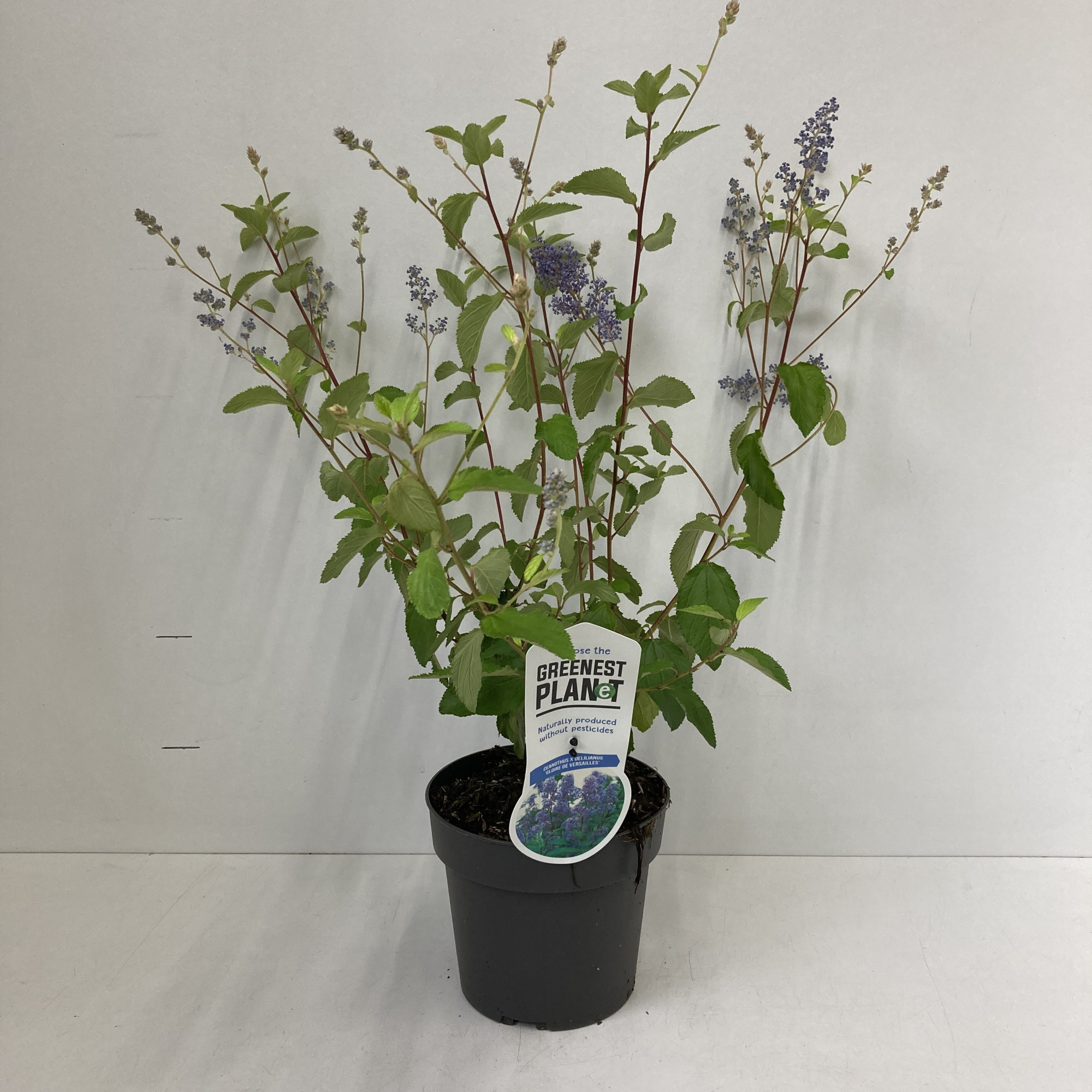 Ceanothus del. 'Gloire de Versailles', D 17 cm