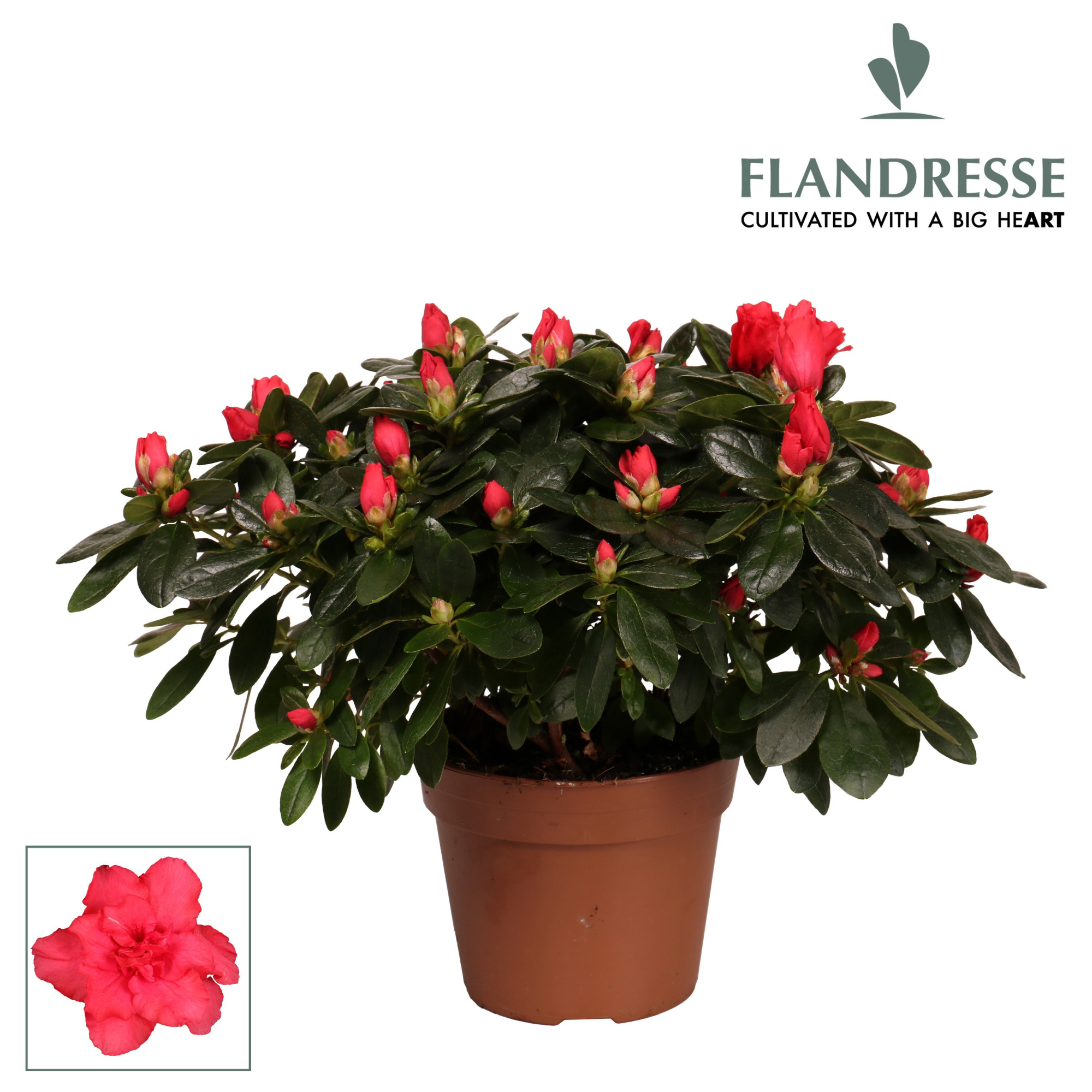 Azalea Flandresse® 'rood' 30 - 32 cm, D 14