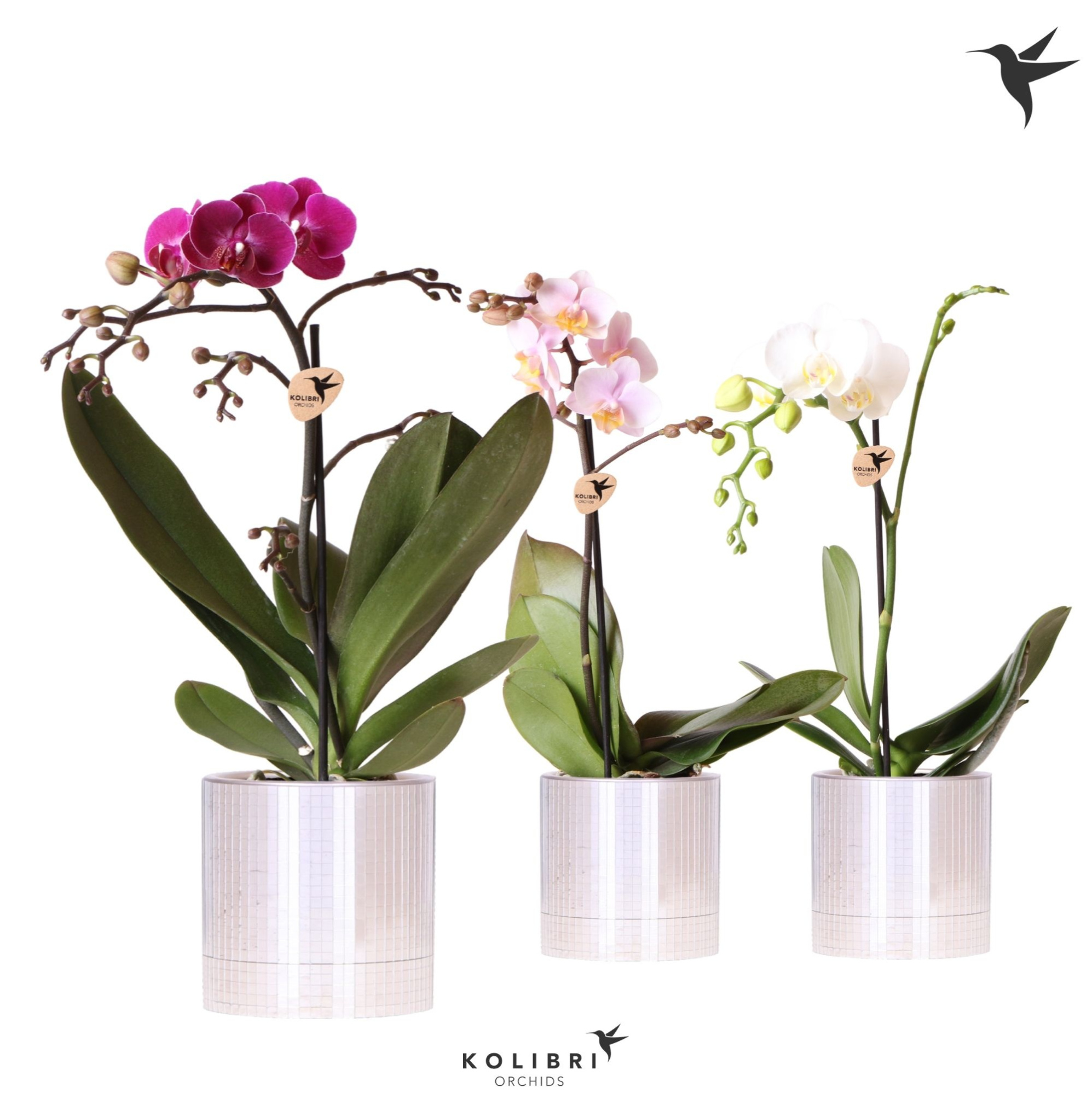 Kolibri Orchids Phalaenopsis mix 1 spike in Disco pot, D 9