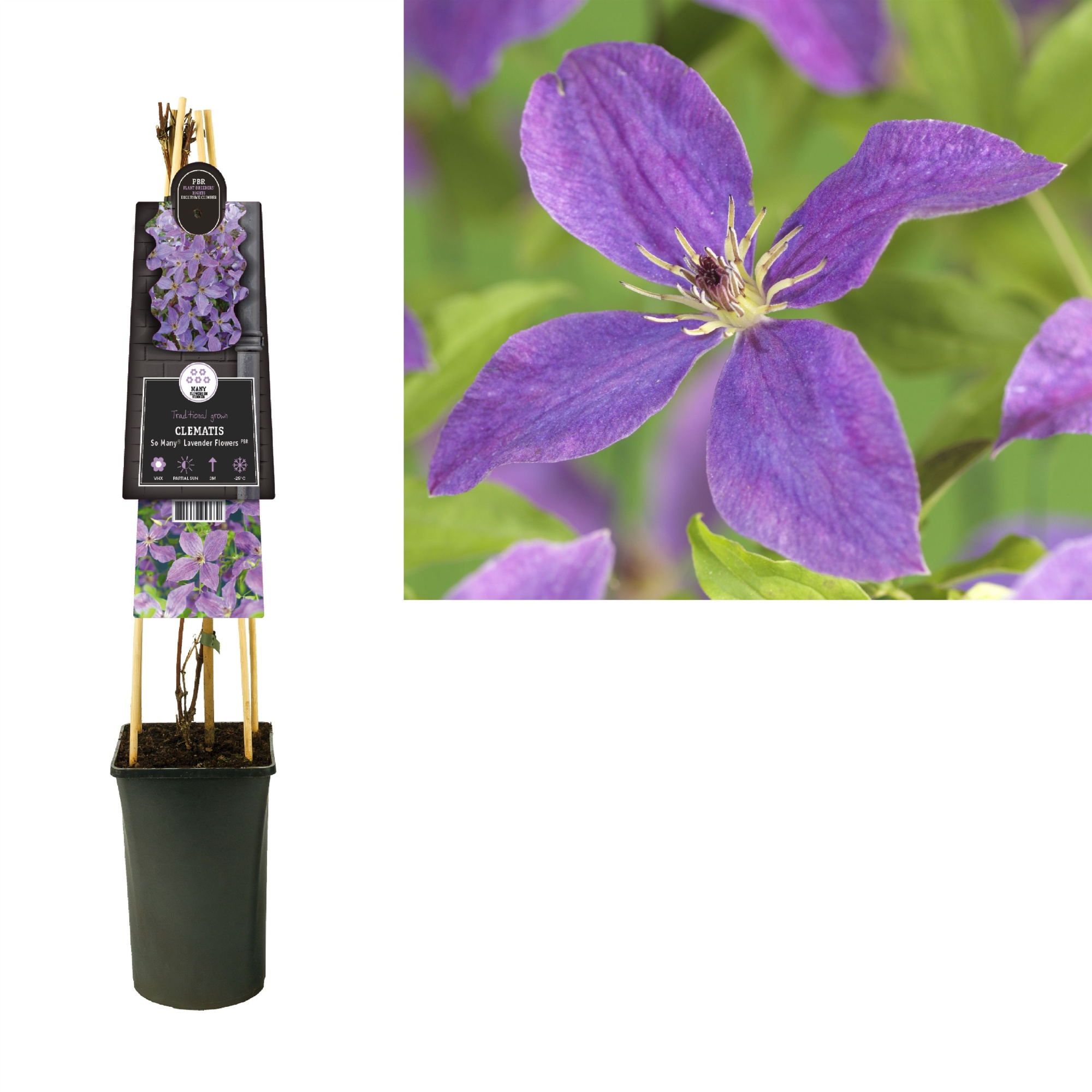 Clematis So Many® Lavender Flowers PBR +3.0 label, D 17 cm