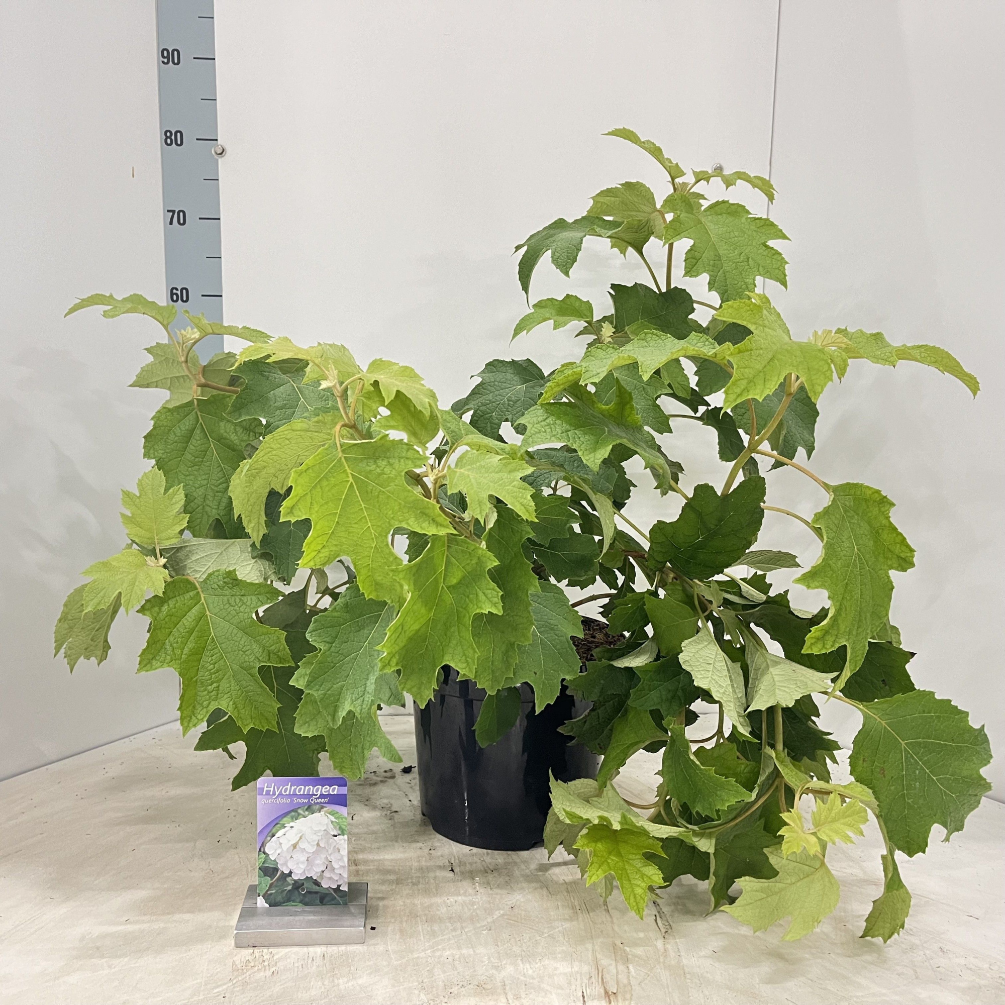 Hydrangea quercifolia 'Snow Queen', D 26 cm