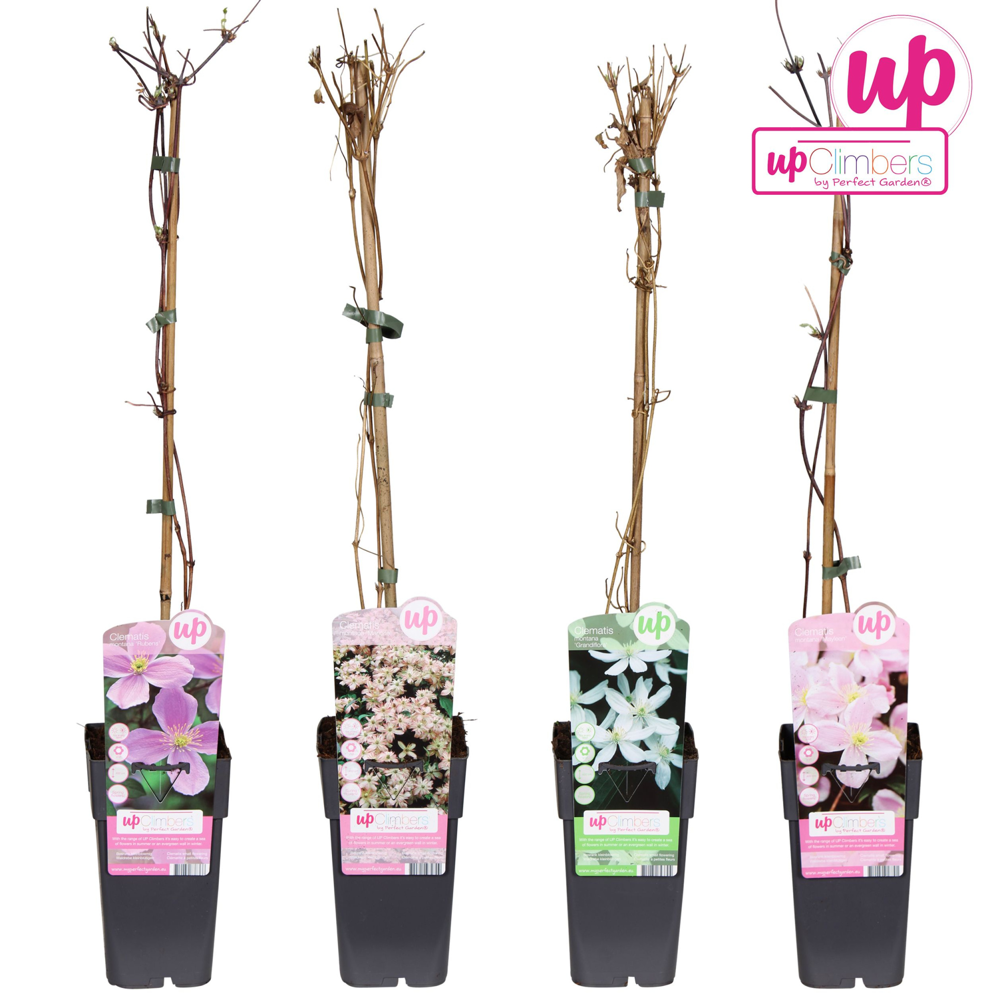 Clematis montana mix laag P15, D 15