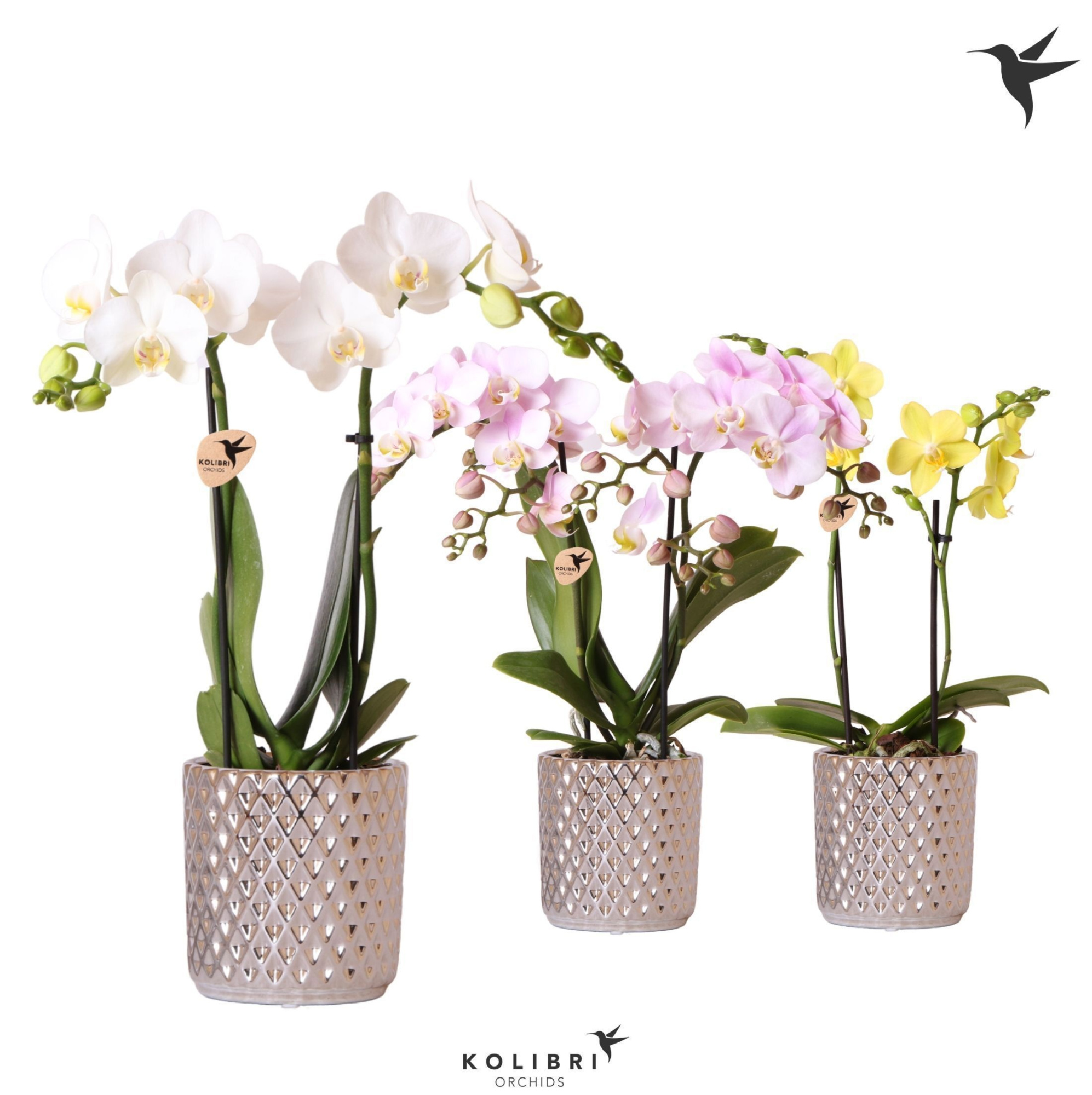 Kolibri Orchids Phalaenopsis mix 2 spike in Diamond pot silver, D 9