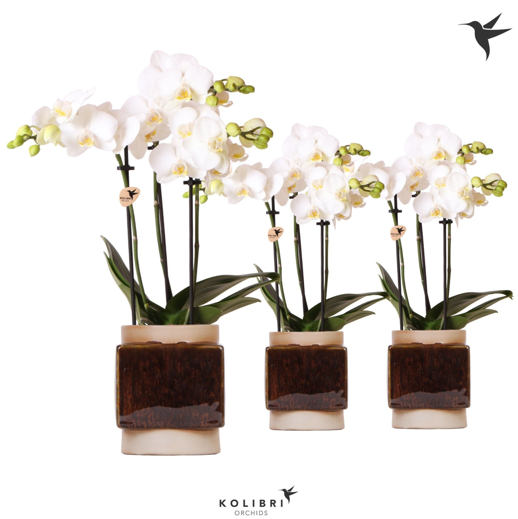 Kolibri Orchids Phalaenopsis white 3 spike in Classy Cube pot, D 9