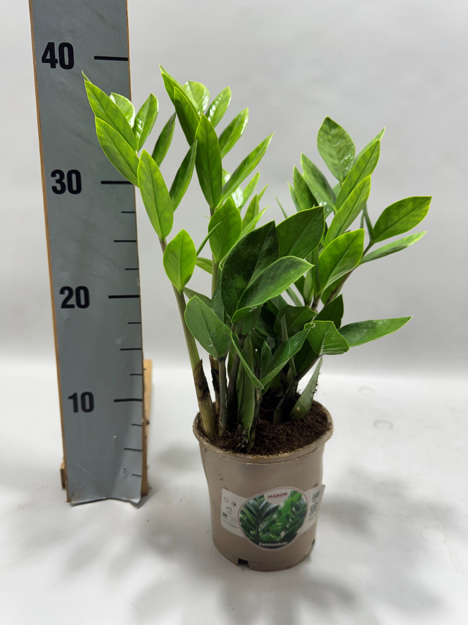 Zamioculcas P12 45cm 5+ veren, D 12