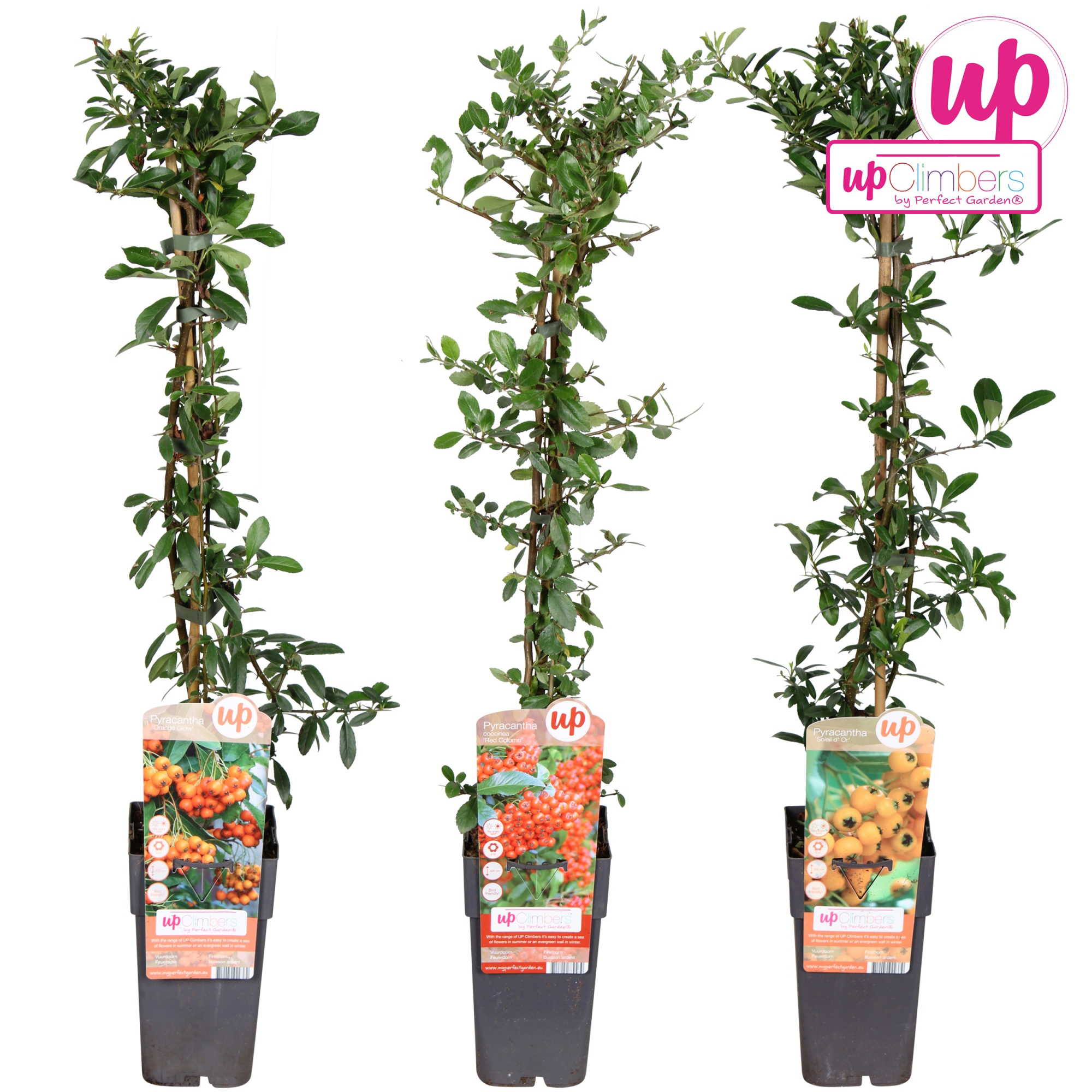 Pyracantha mix laag P15, D 15 cm