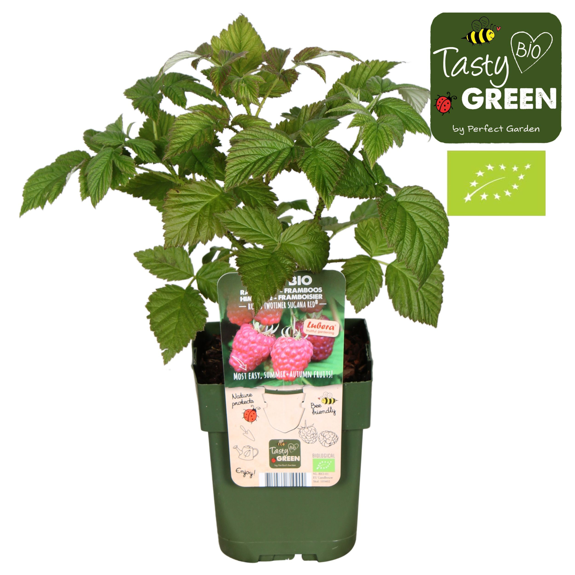 Rubus idaeus Twotimer Sugana Red® Bio P13, D 13 cm