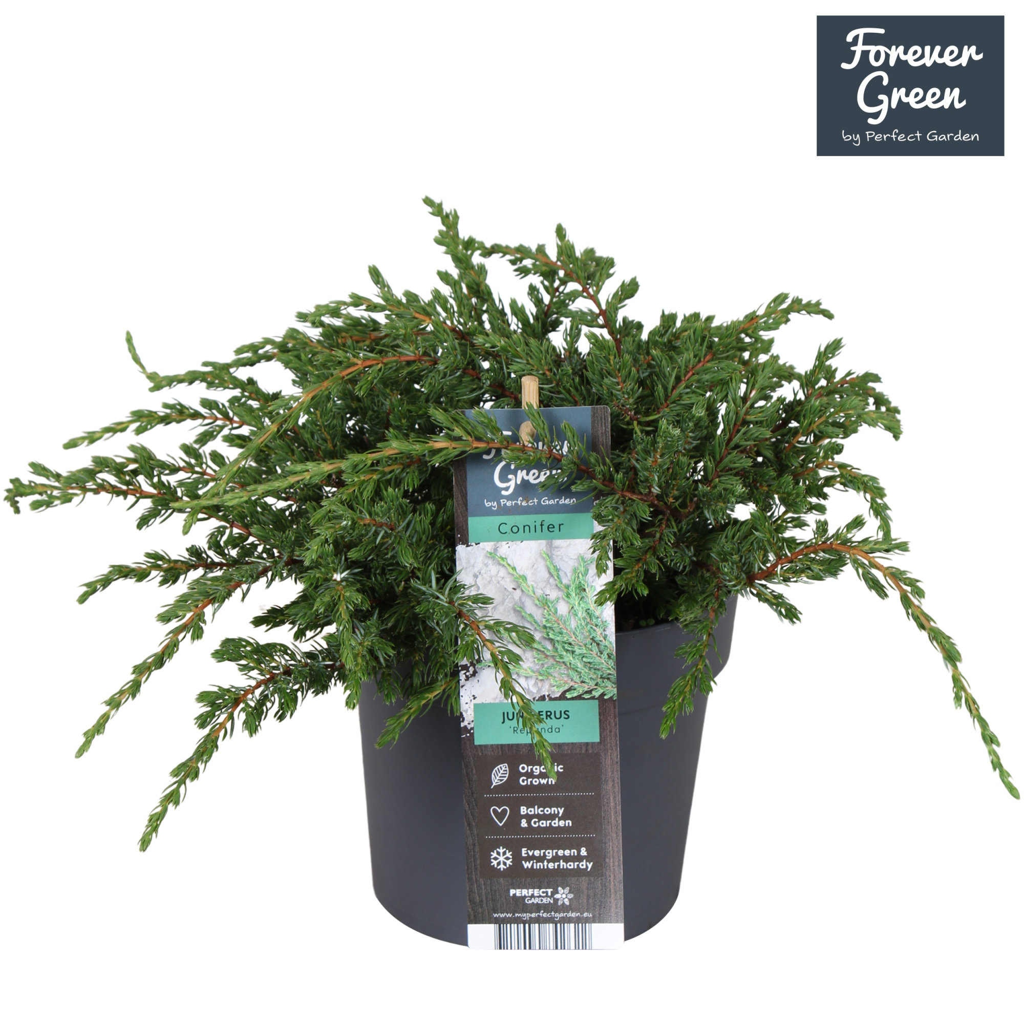 Juniperus communis 'Repanda' P14, D 14