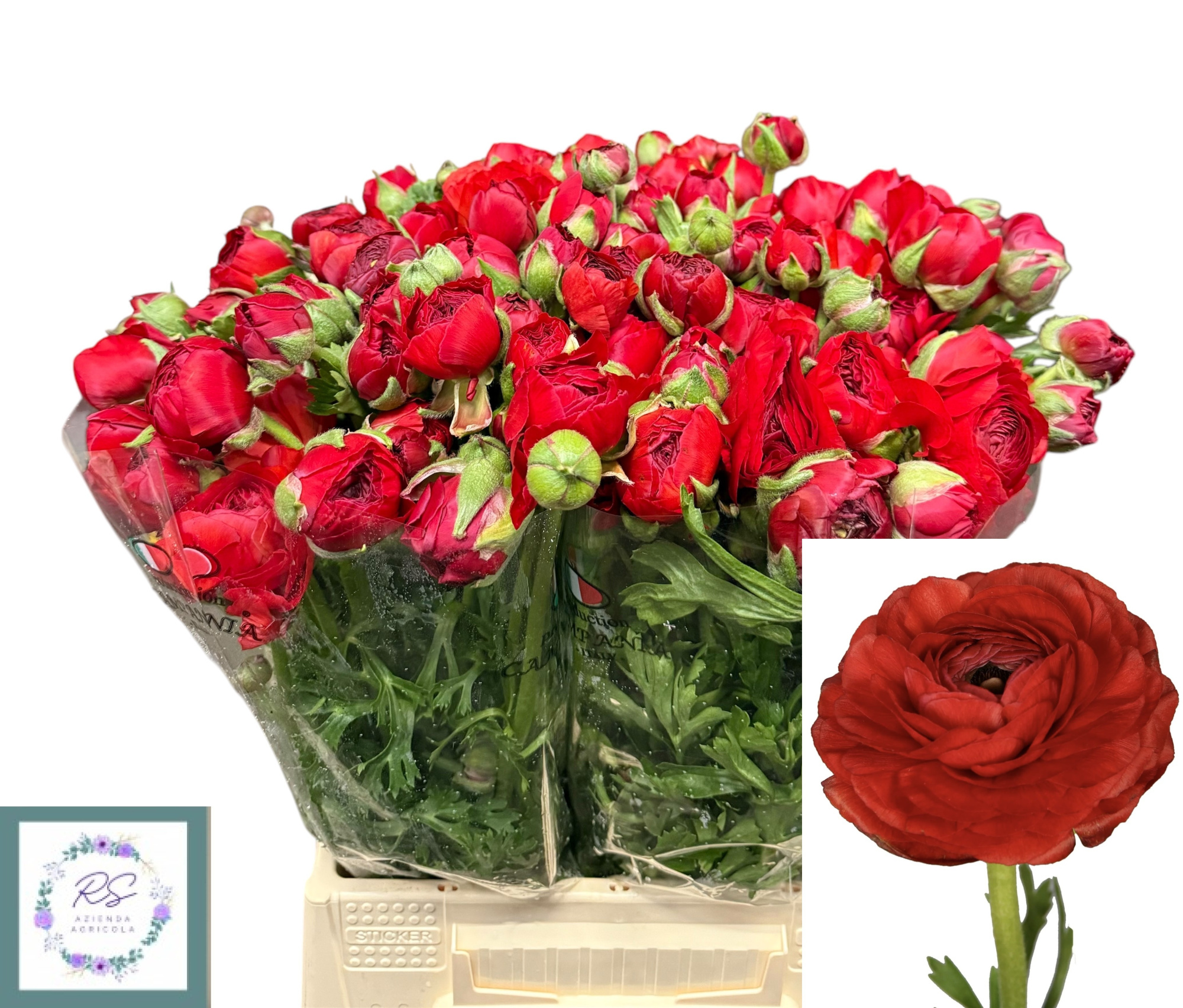 Ранункулус Элеганс Рэд 45, шт.