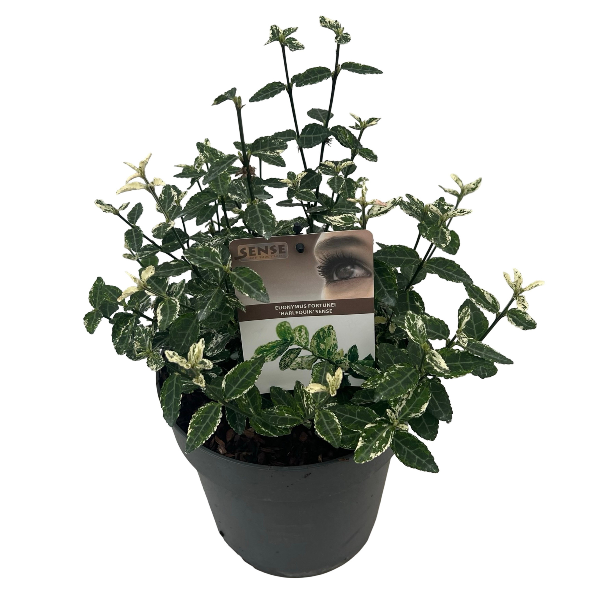 Euonymus jap. 'Harlequin' sense, D 23