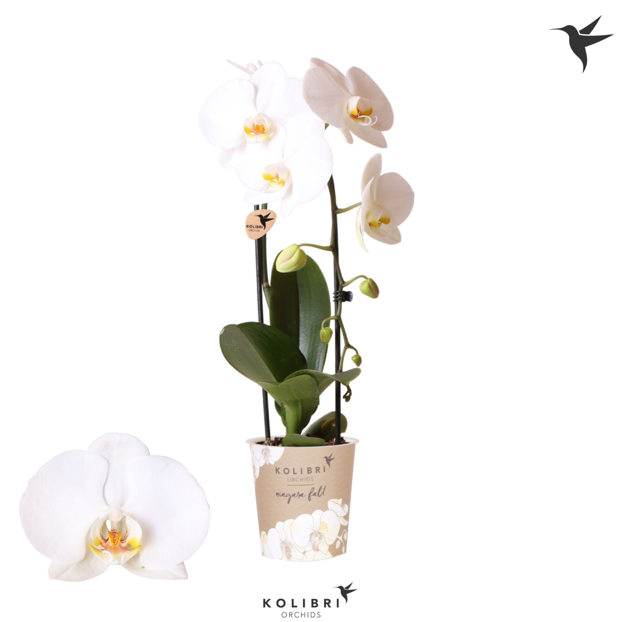 Kolibri Orchids Cascade Niagara Fall white 1 spike, D 12 cm