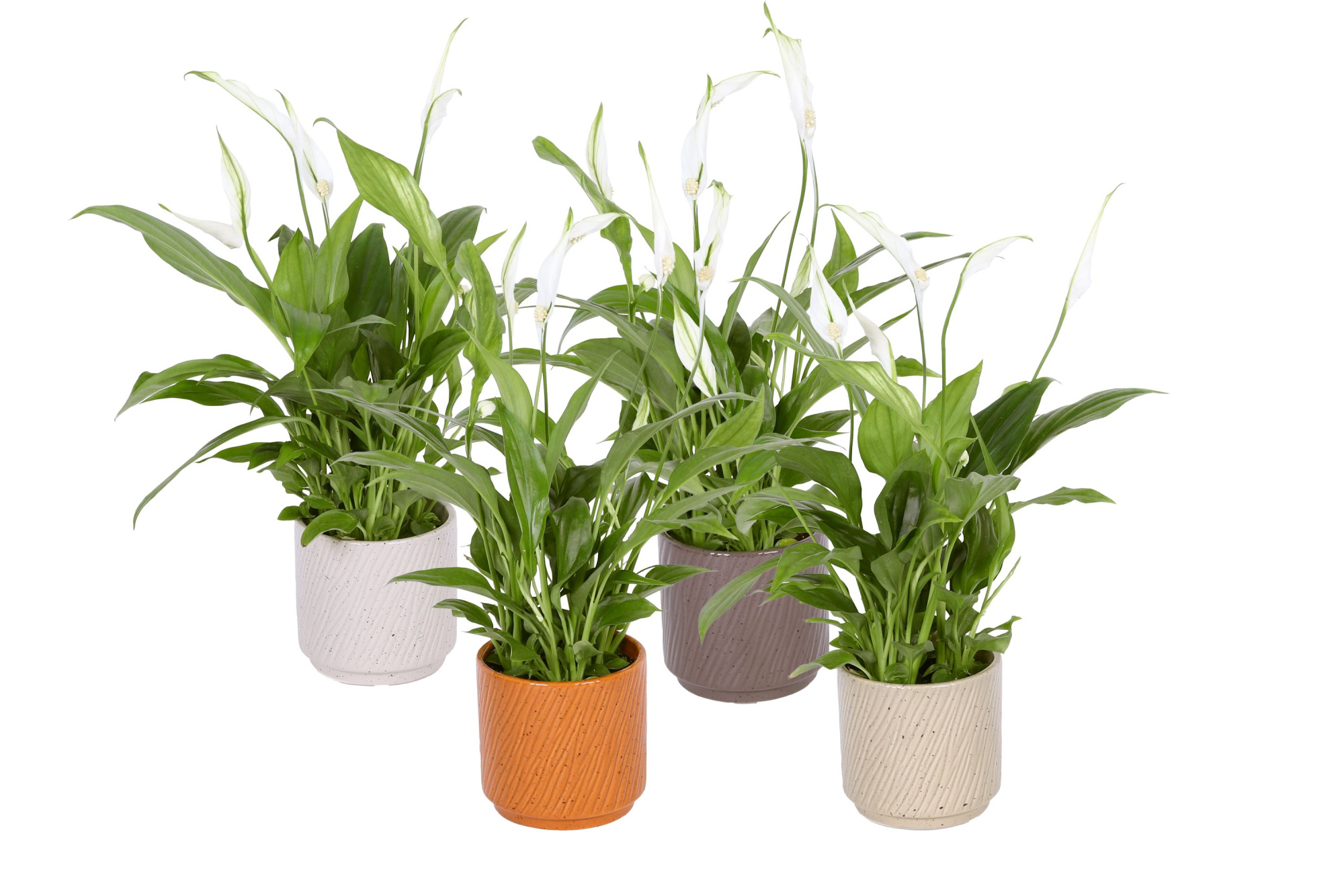 KP-877.1 - Spathiphyllum Pearl 9cm in luxe keramiek, D 9 cm