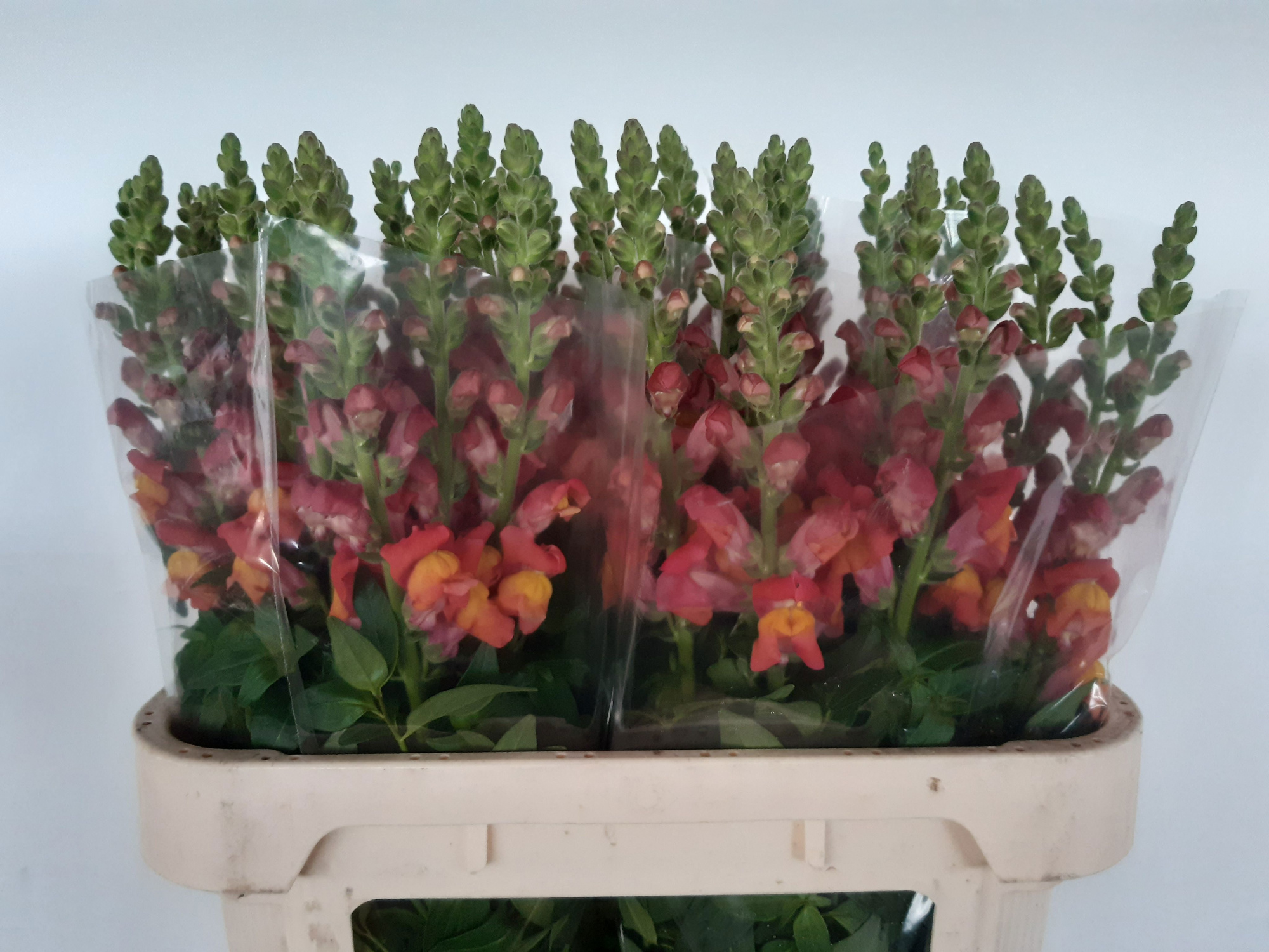 Антирринум Анимэйшн Оранж, шт.