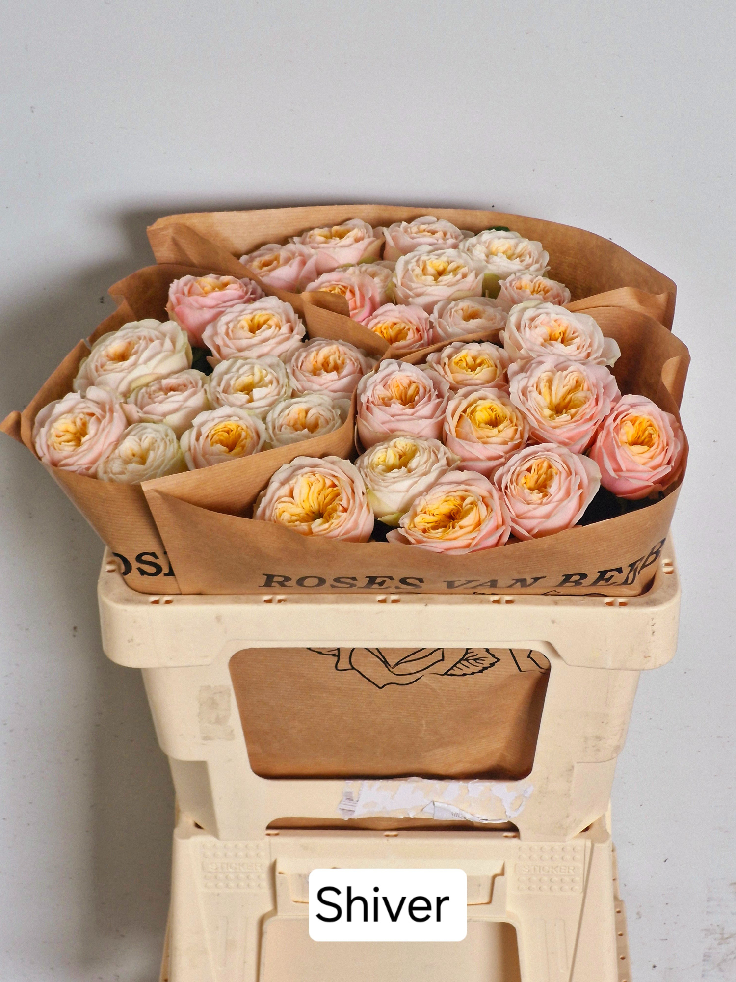 Роза од. Шивер! 50, шт.