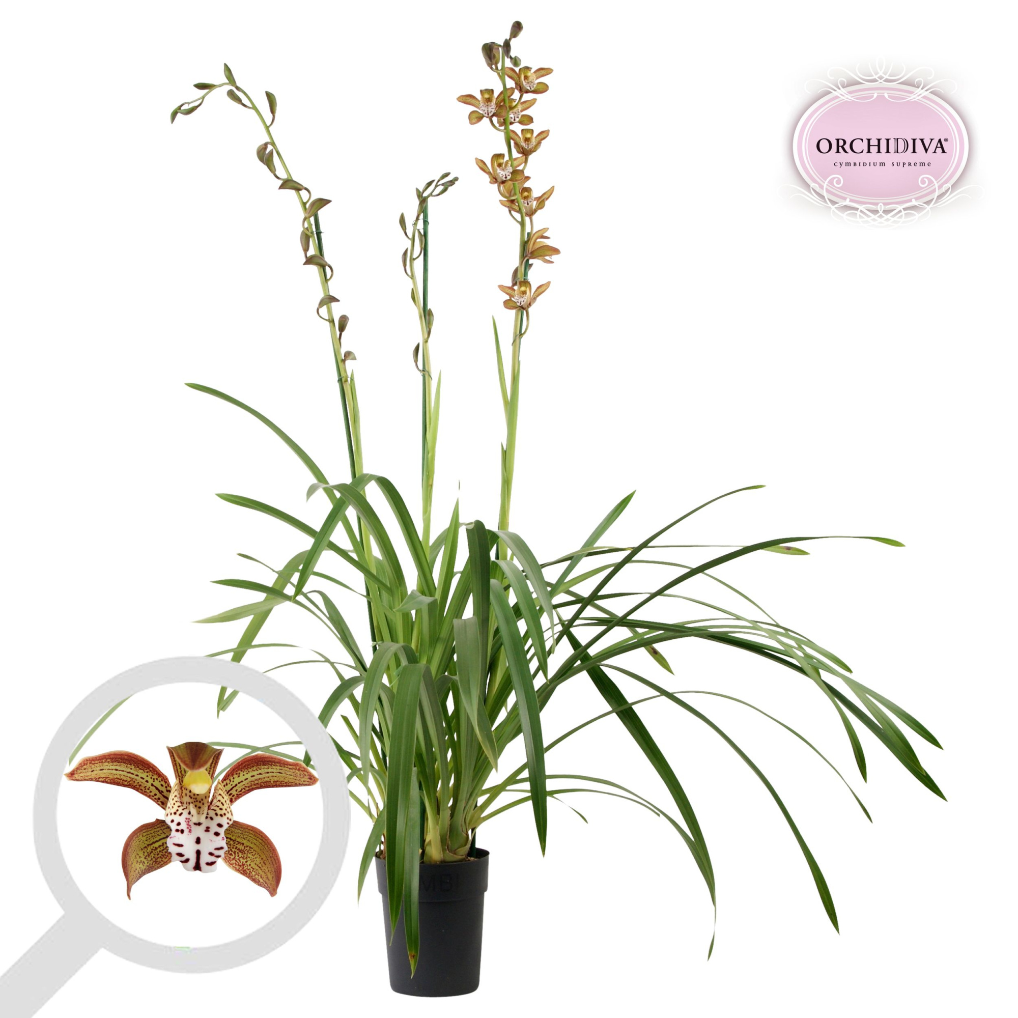 Cymbidium Cuba Libre 3 tak, D 14