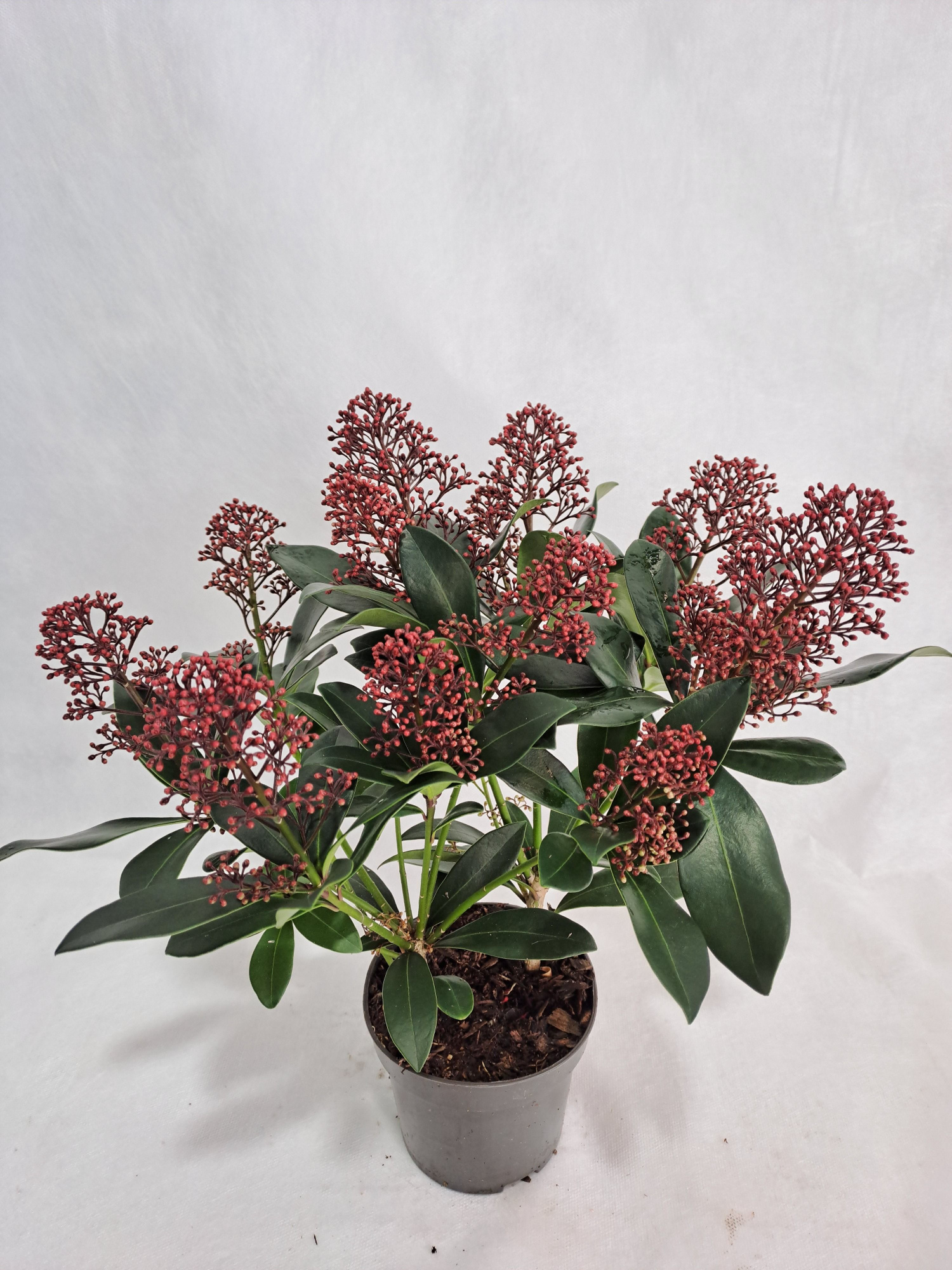 Skimmia Rubella P10 9+ bloem, D 10,5 cm