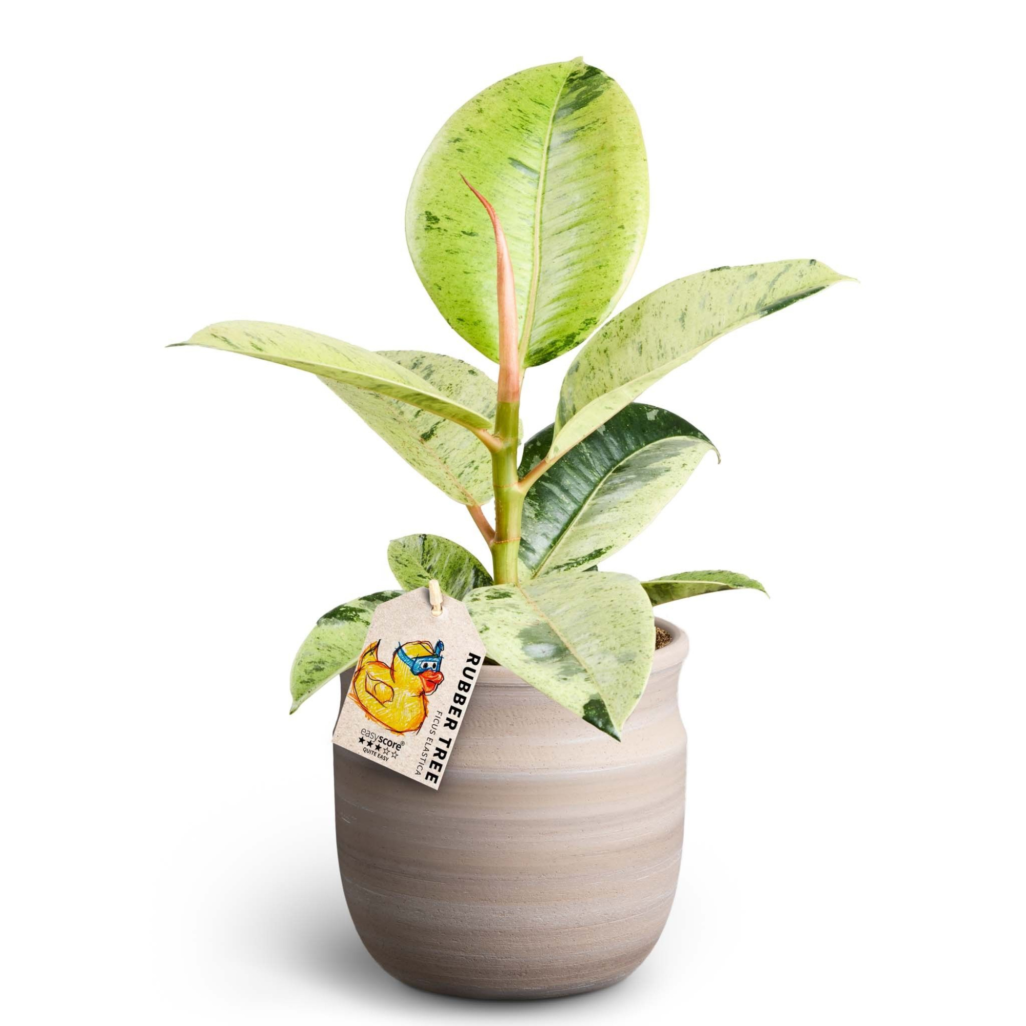 Maceta Sand, Ficus elastica ´Shivereana', D 12 cm