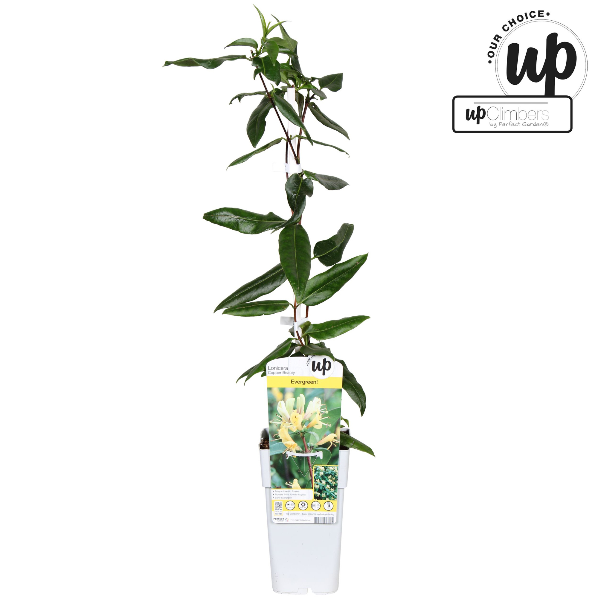 Lonicera henryi Copper Beauty P15, D 15