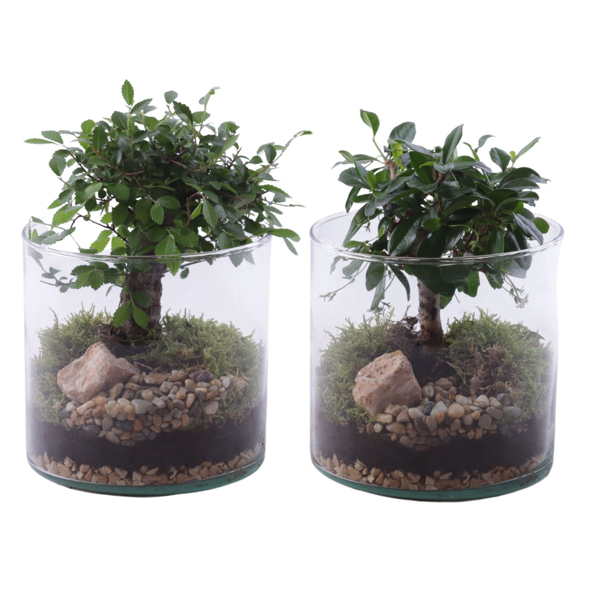 Bonsai Indoor Mix Ø09cm Ball Shape in Glass Vase Cylinder Ø15cm, D 15 cm