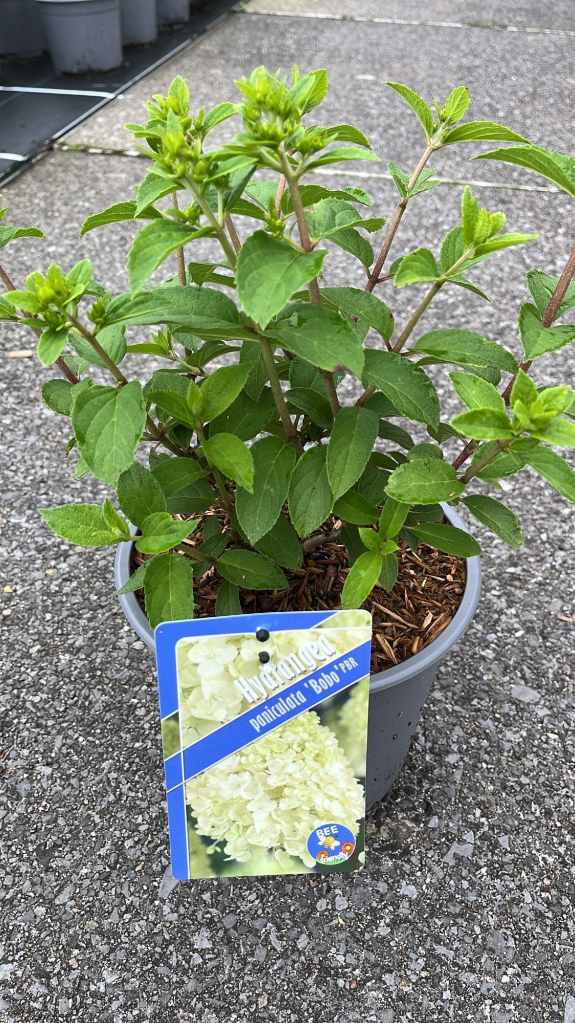 Hydrangea pan. Bobo® ('Ilvovo'PBR), D 19 cm