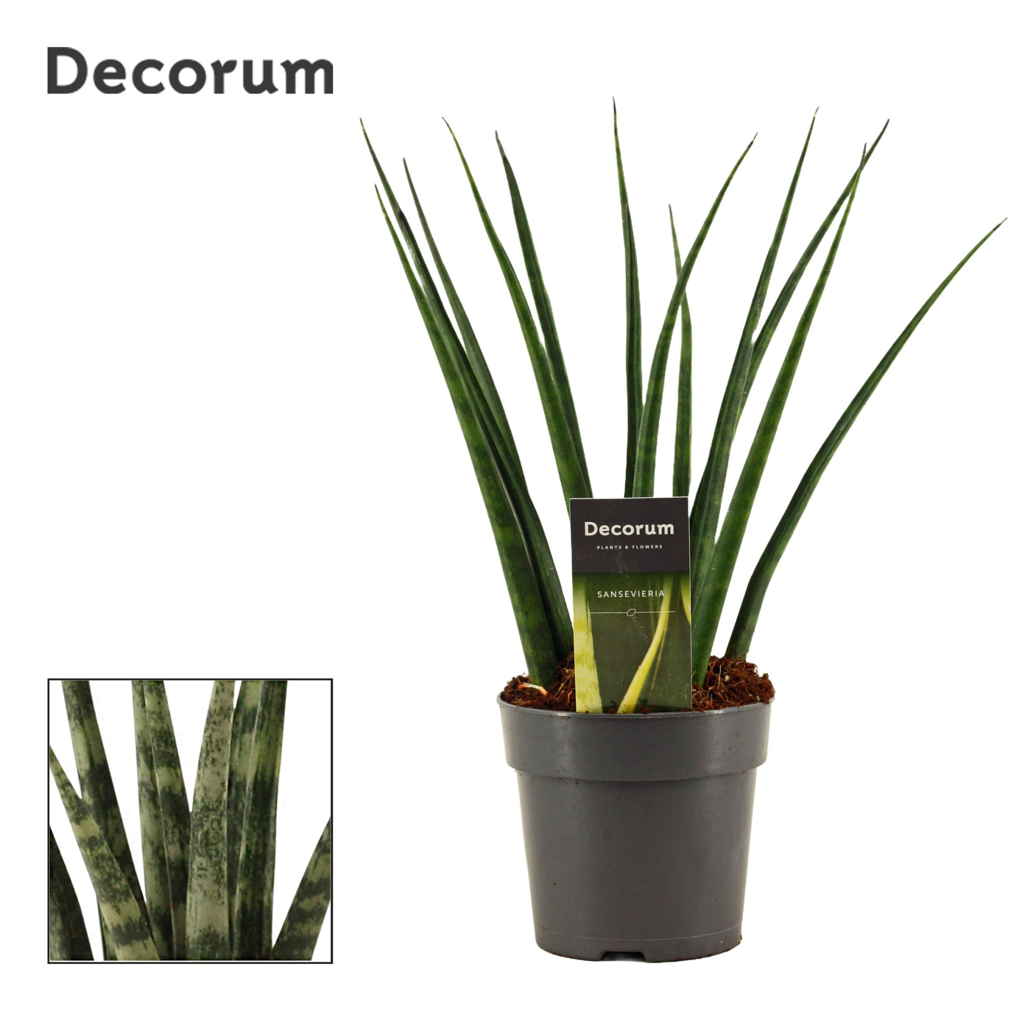 Sansevieria Fernwood 12 cm (Decorum), D 12 cm
