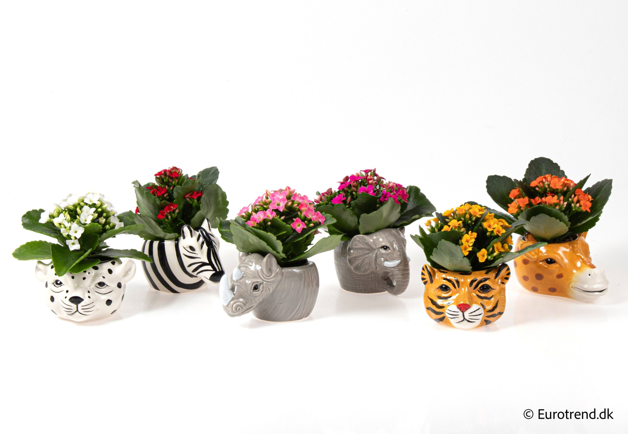 Kalanchoe in animal ceramic - Spring, Summer & Autumn 2025, D 6 cm
