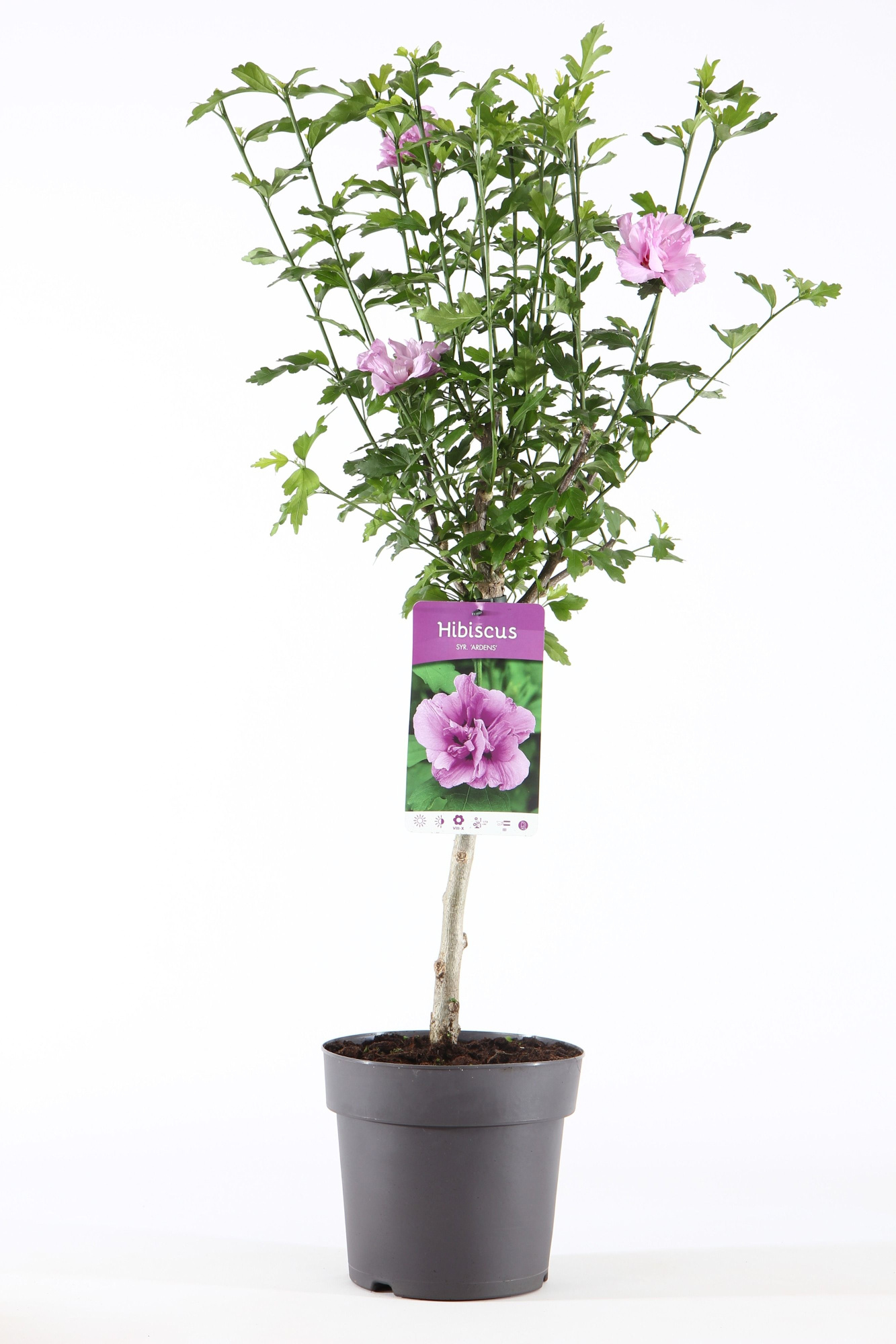 Hibiscus syr. 'Ardens' stam 30, D 19 cm