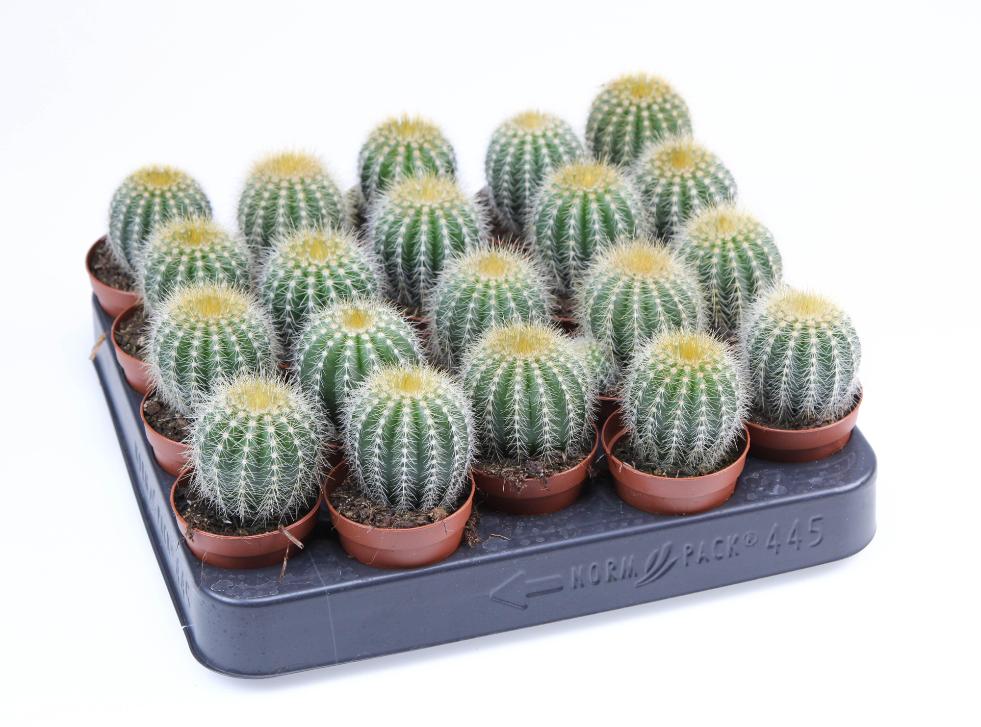 Eriocactus Magnificus E, D 5,5 cm