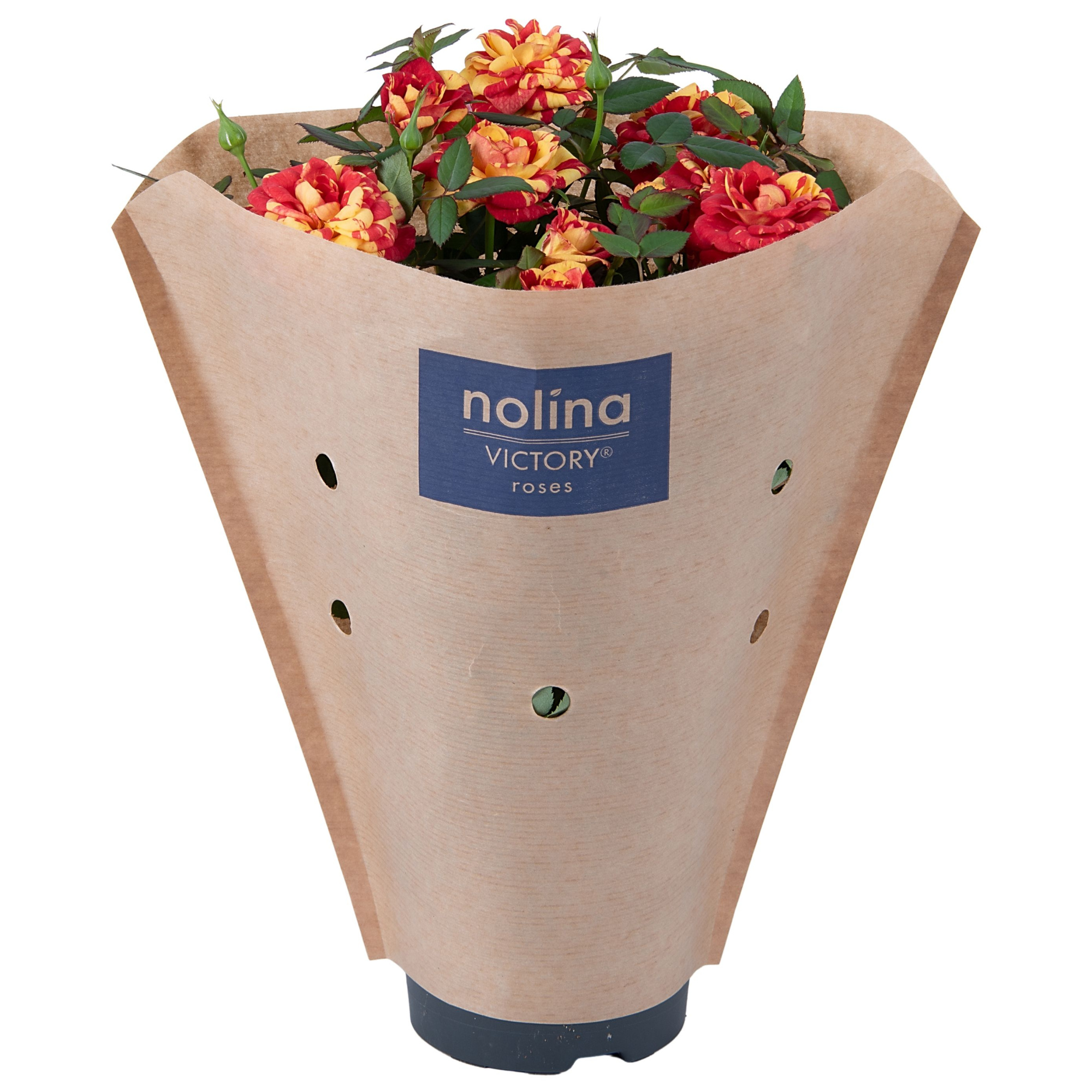 Nolina Roses Ø 10,5 cm. Liss Paper sleeve, D 10,5
