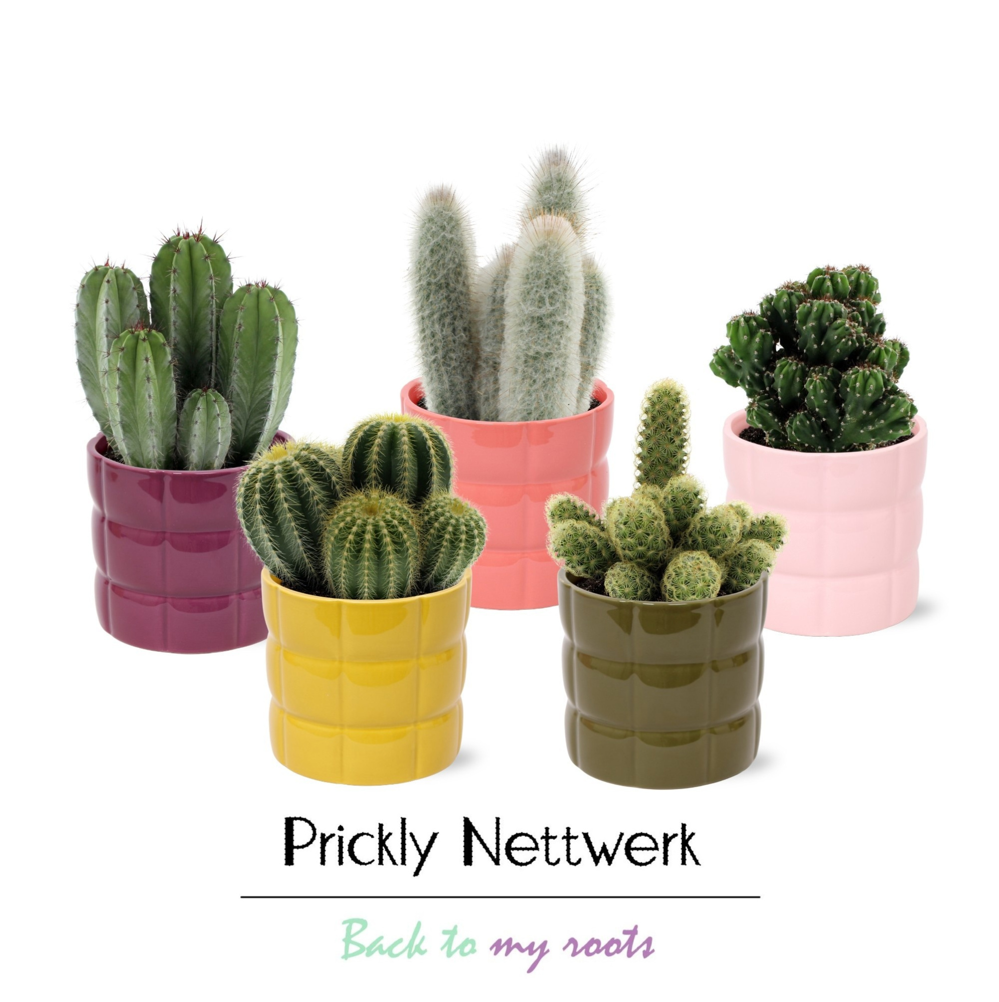 Cactus 12 cm in gekleurde sierpot Helsingborg, D 13