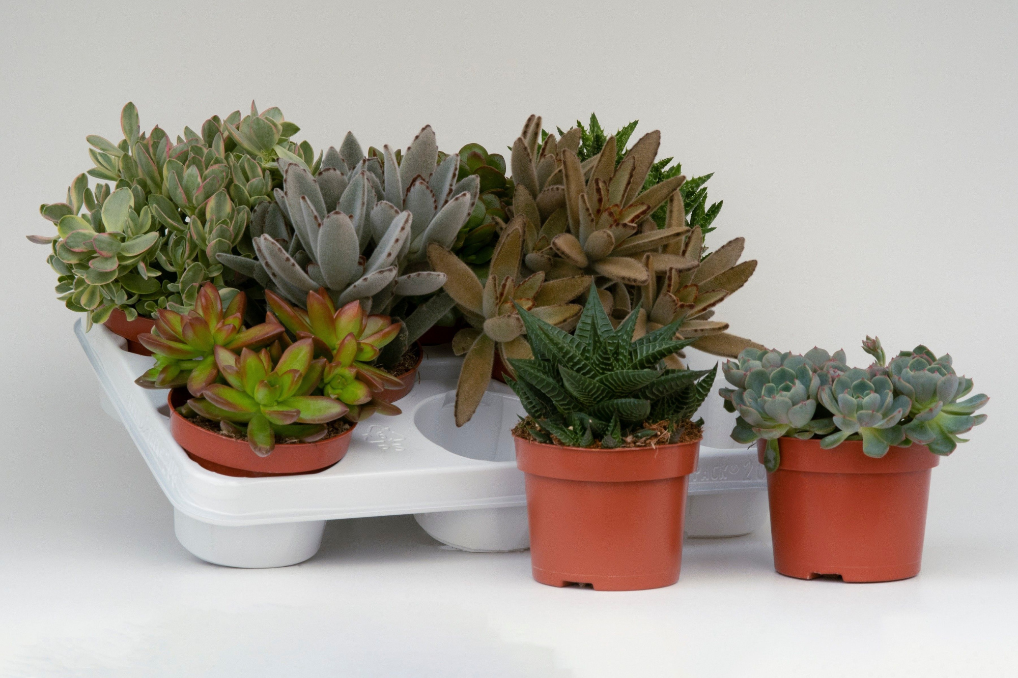 Succulent mix 10,5cm, D 10,5 cm