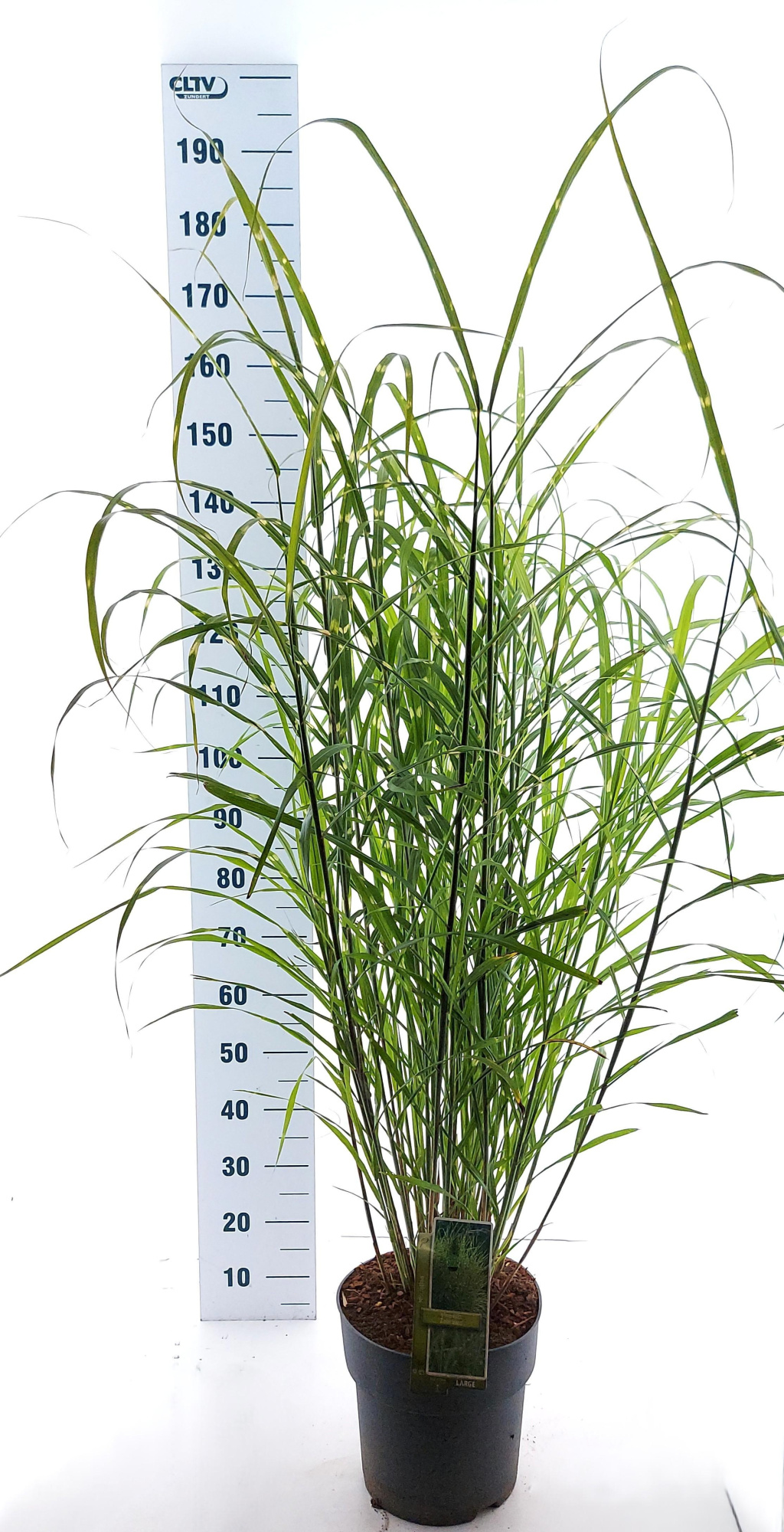 Miscanthus sin. 'Zebrinus', D 29 cm