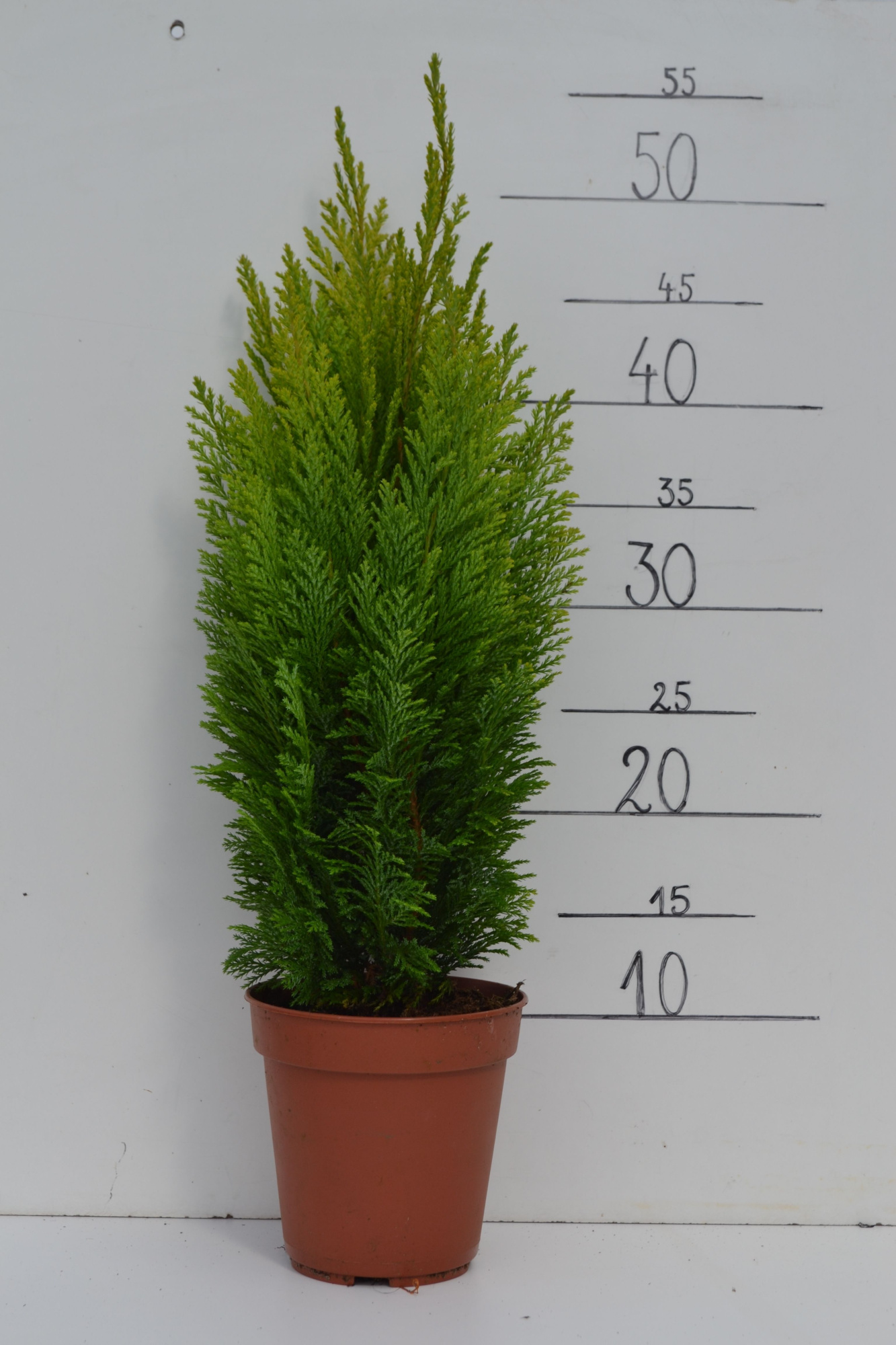 Chamaecyparis lawsoniana 'Ellwood's Empire', D 13 cm