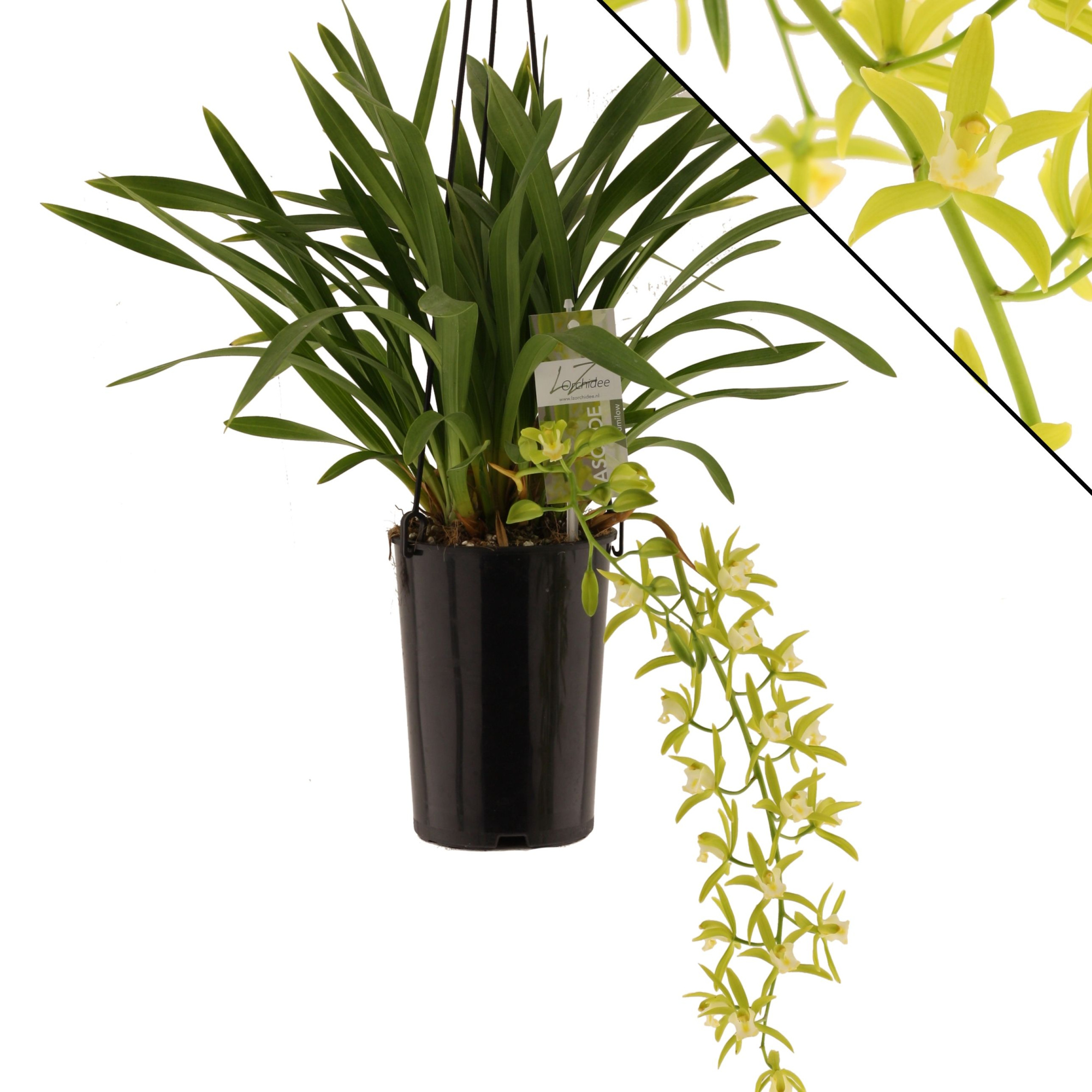 Pumilow, zonder takken, D 14