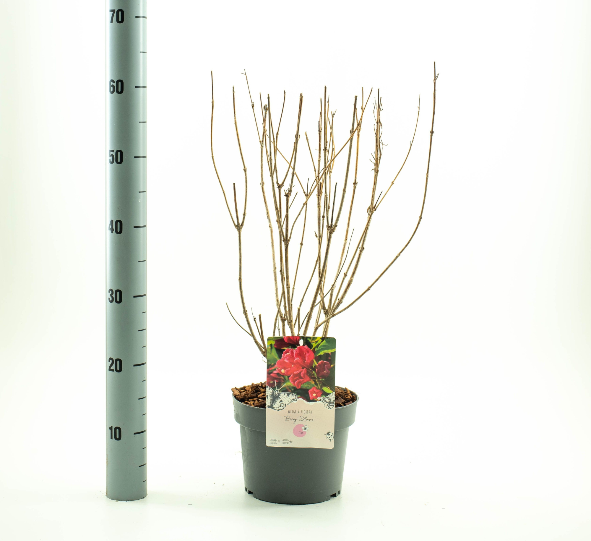 Weigela flor. 'Big Love', D 19